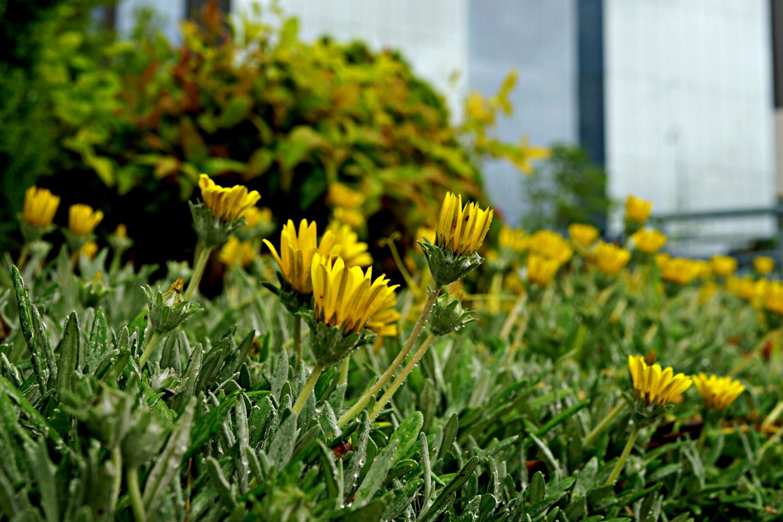 Sony Cyber-shot DSC-RX1R sample photo. Wild flowers, roadside planting photography