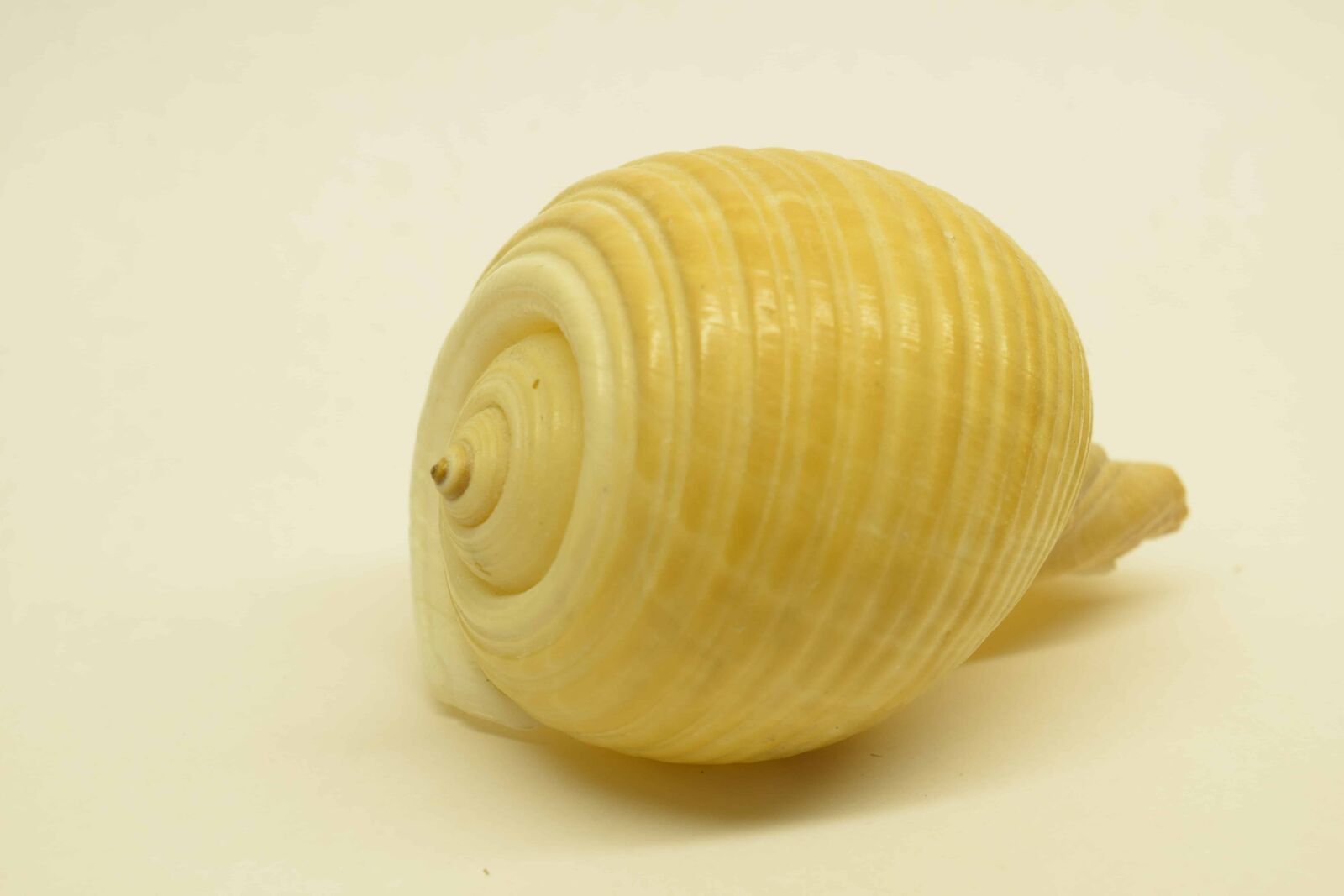 Nikon D3300 sample photo. Shell, snail, invertebrate, animal photography