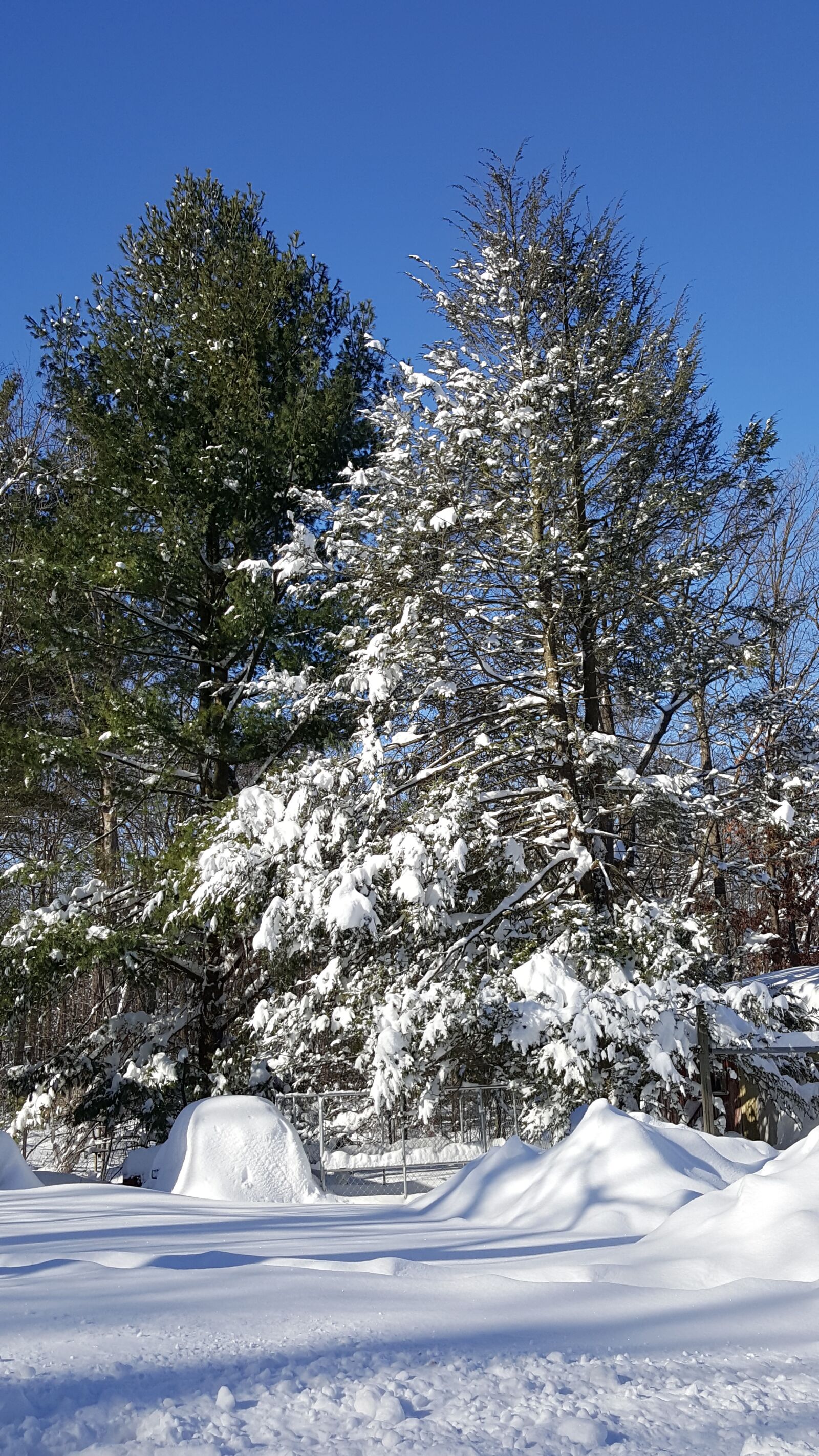 Samsung Galaxy Note5 sample photo. Snow, winter, pine photography