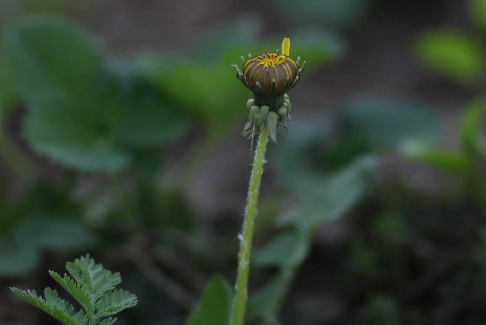 Canon EOS 700D (EOS Rebel T5i / EOS Kiss X7i) + Canon EF 85mm F1.8 USM sample photo. Dandelion, yellow, flower photography