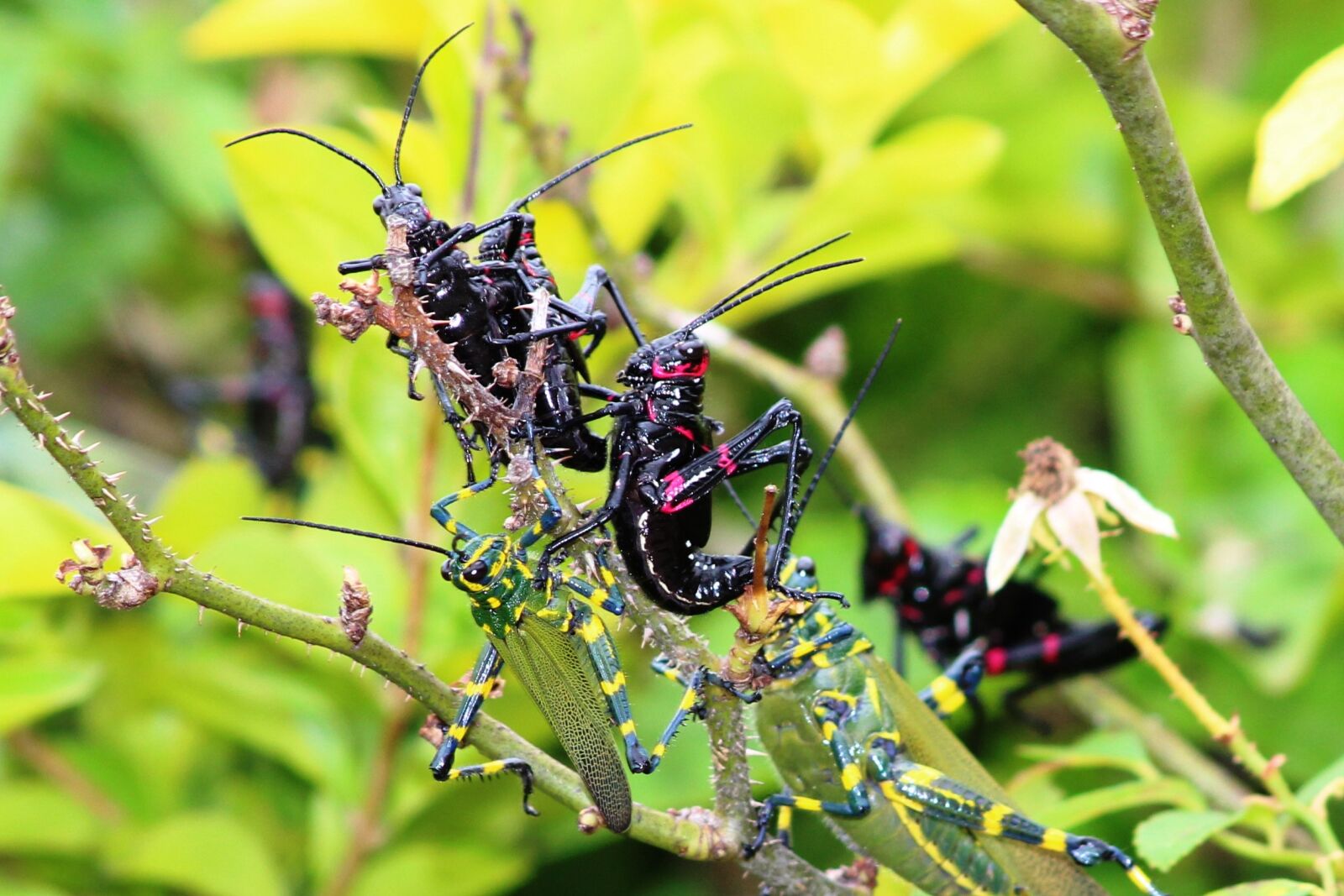 Canon EOS 600D (Rebel EOS T3i / EOS Kiss X5) sample photo. Grasshopper, nature, insect photography