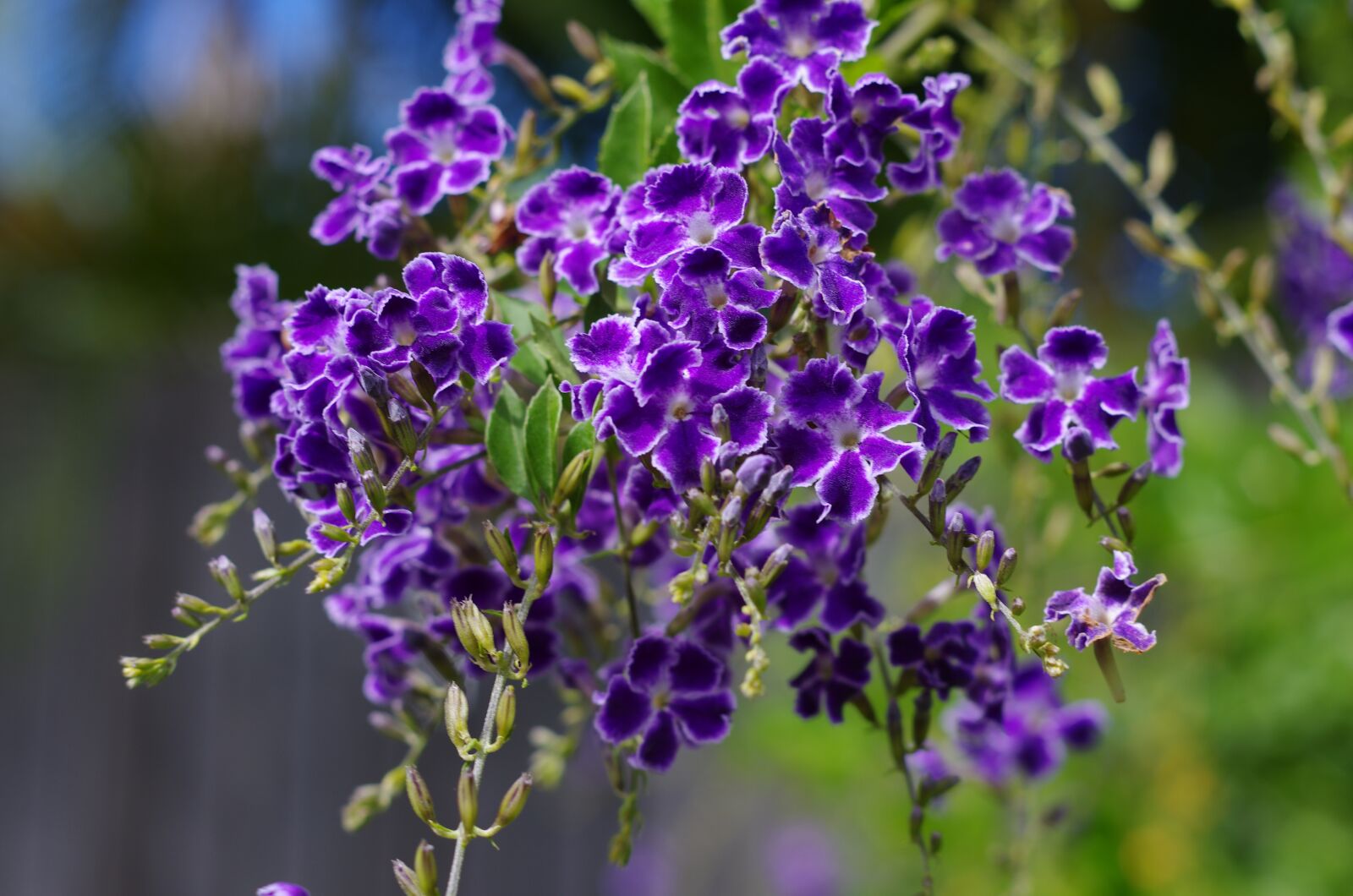 Pentax K-5 sample photo. Duranta geisha girl, flower photography