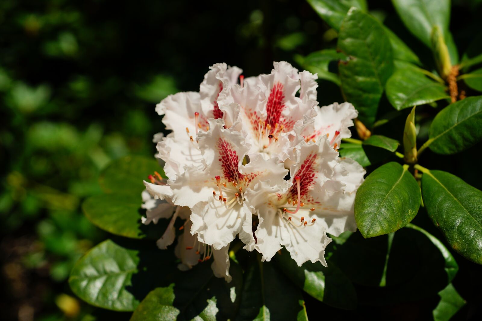 Sony a99 II sample photo. Rhododendrons, tender, flowers photography