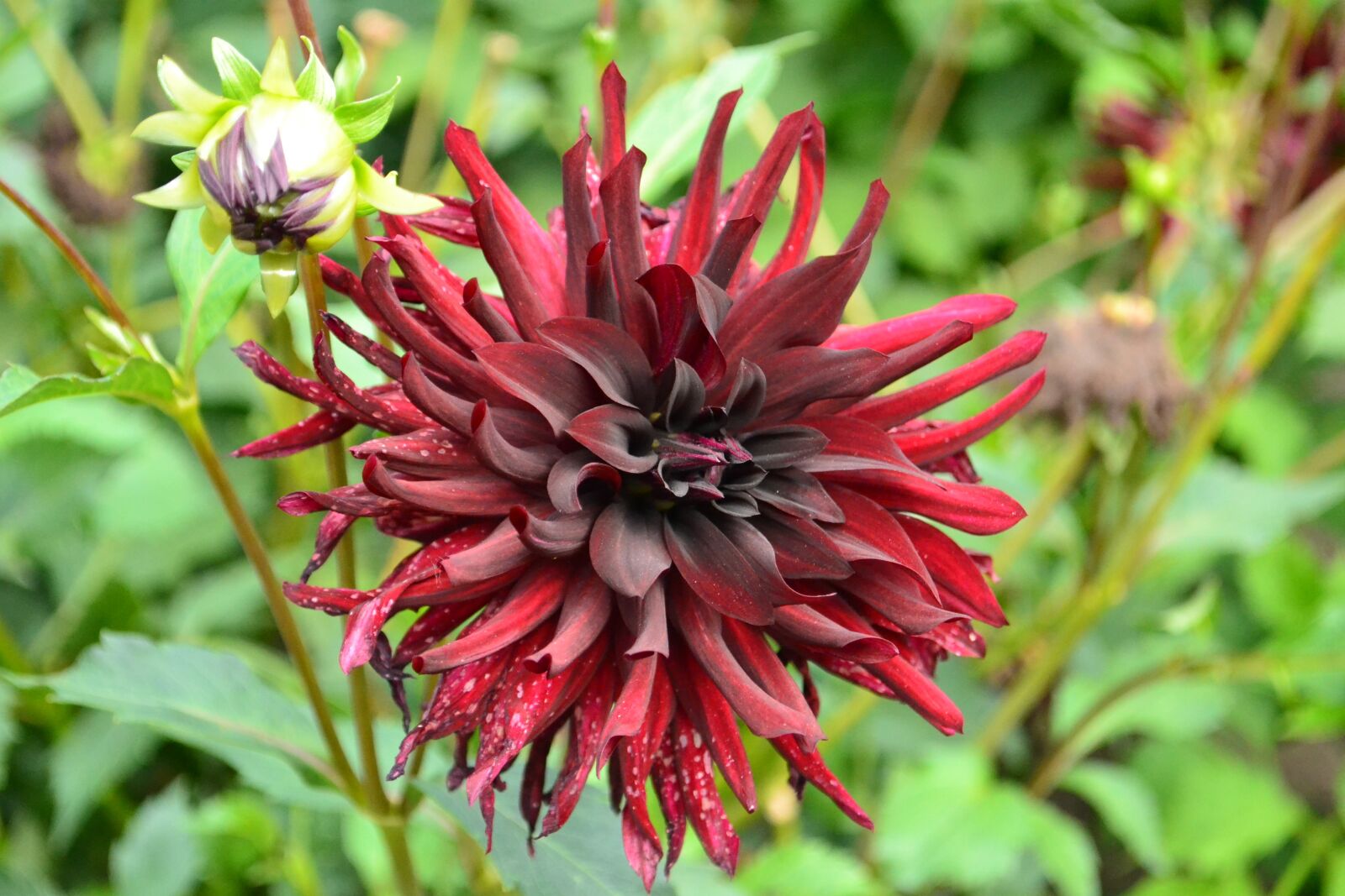 Nikon D3100 sample photo. Dahlia, flowers, summer photography