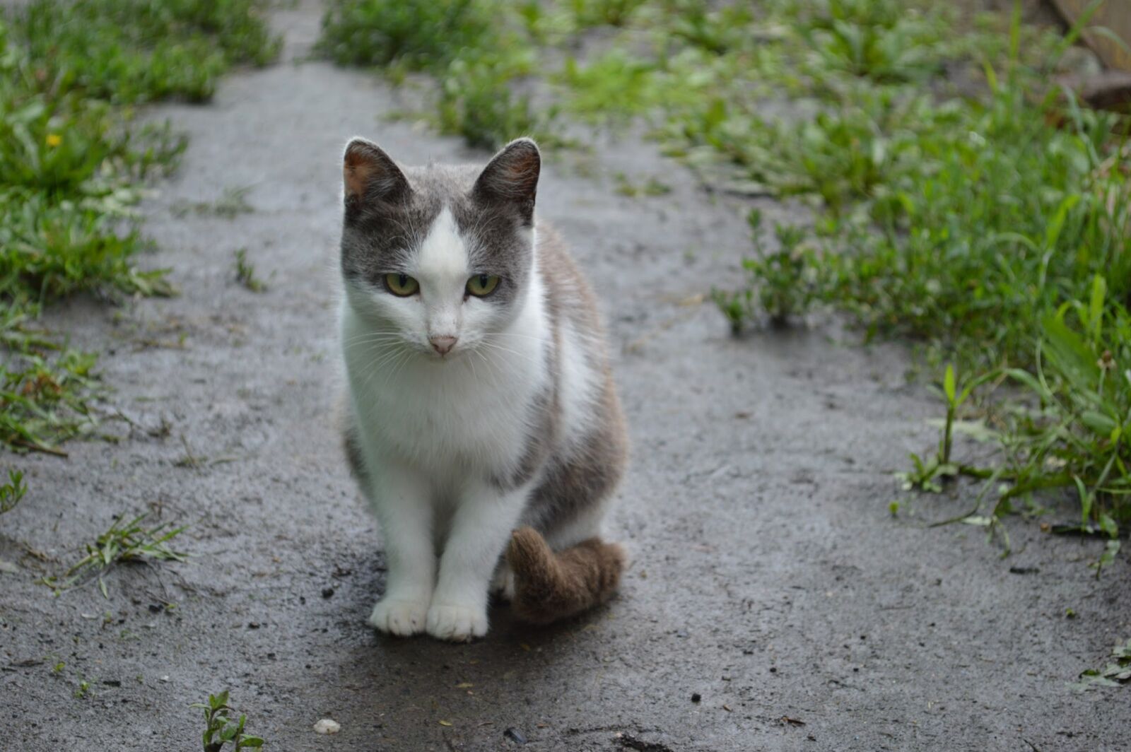 Nikon D3200 sample photo. Cat, rain, land photography