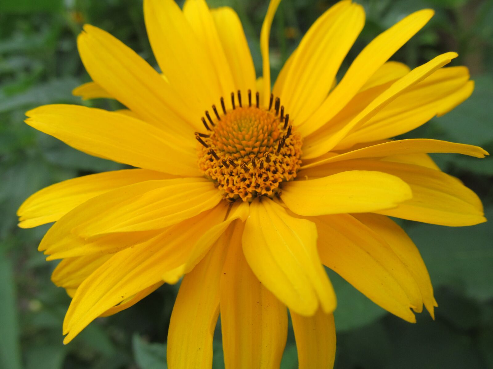 Canon PowerShot SX150 IS sample photo. Flower, yellow, garden photography