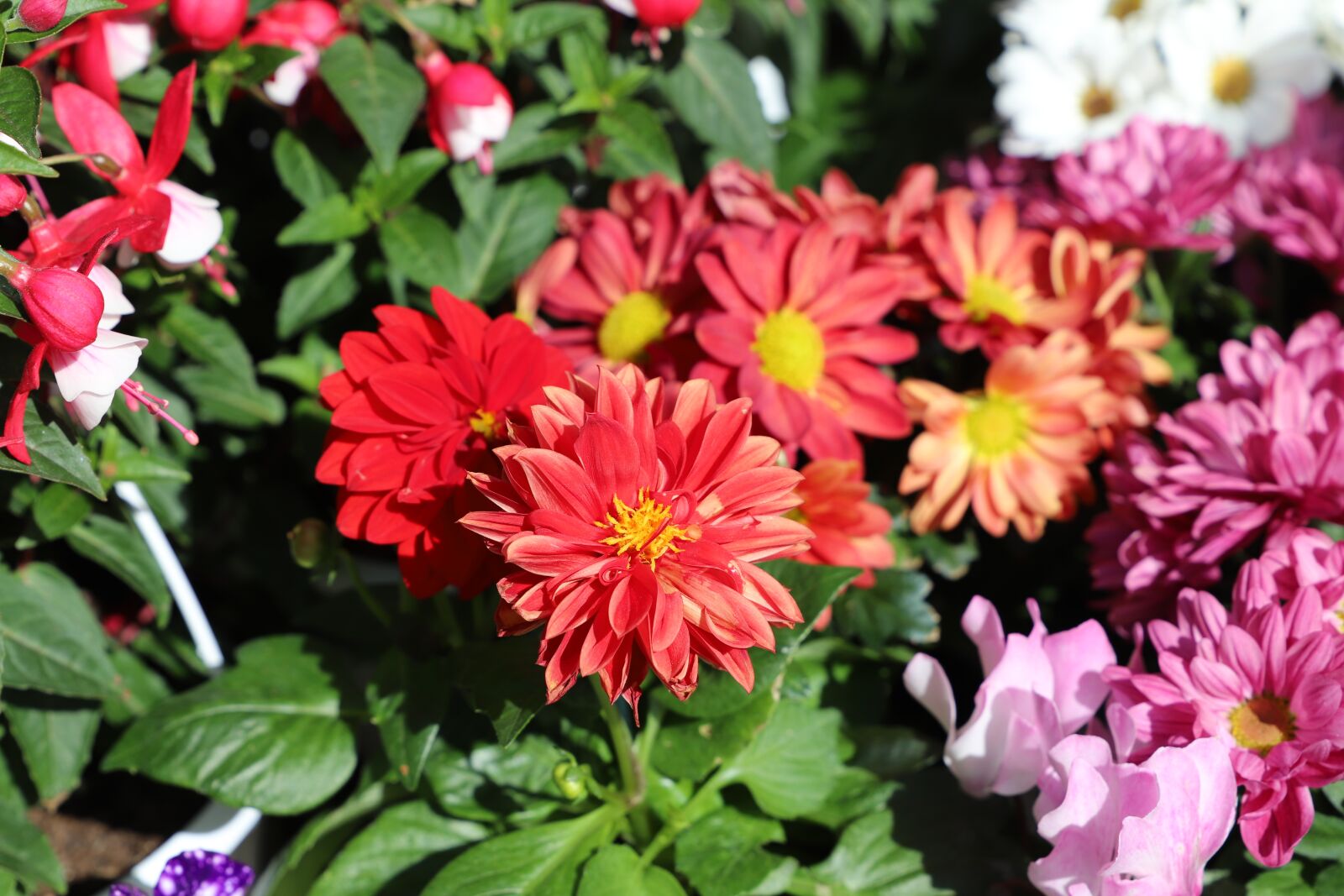 Canon EF 24-105mm F3.5-5.6 IS STM sample photo. Flower, plant, nature photography