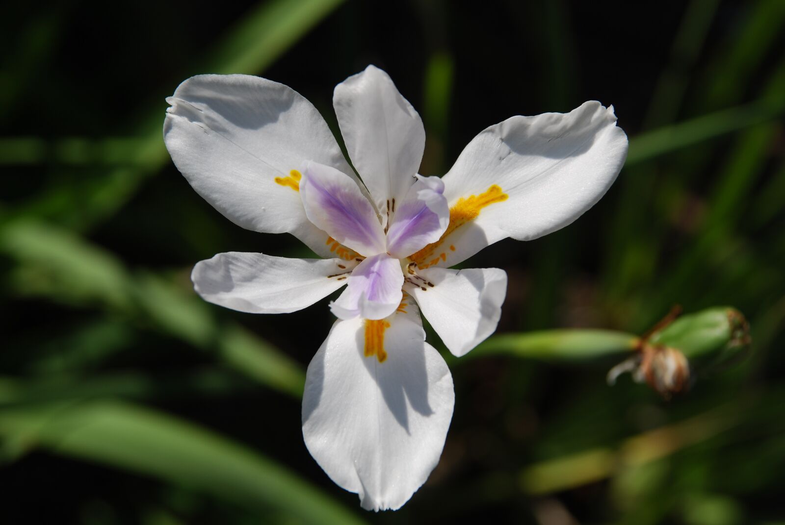 Nikon D40X sample photo. Flower, spring, blossom photography