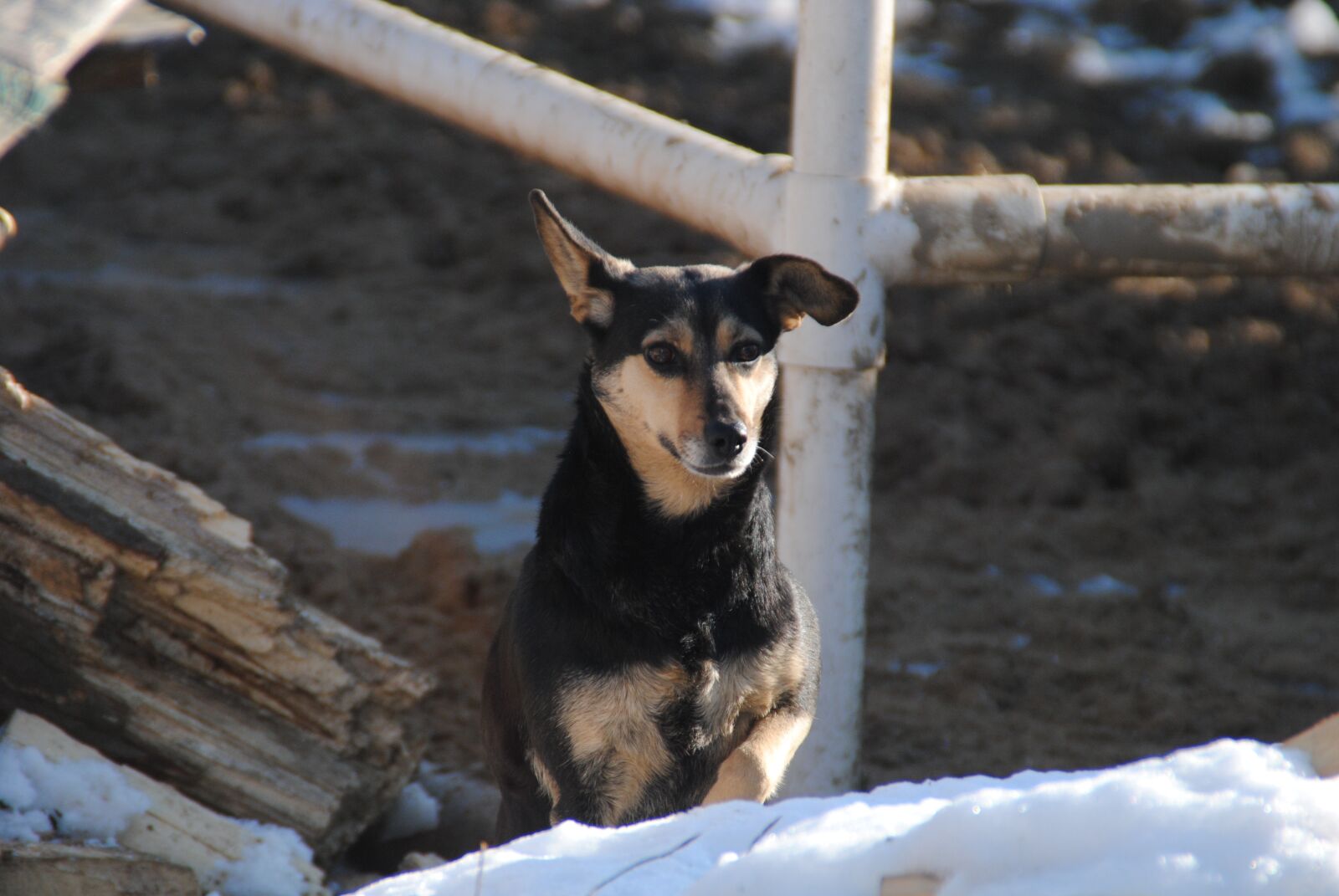 Nikon D3000 sample photo. A cross between, dog photography
