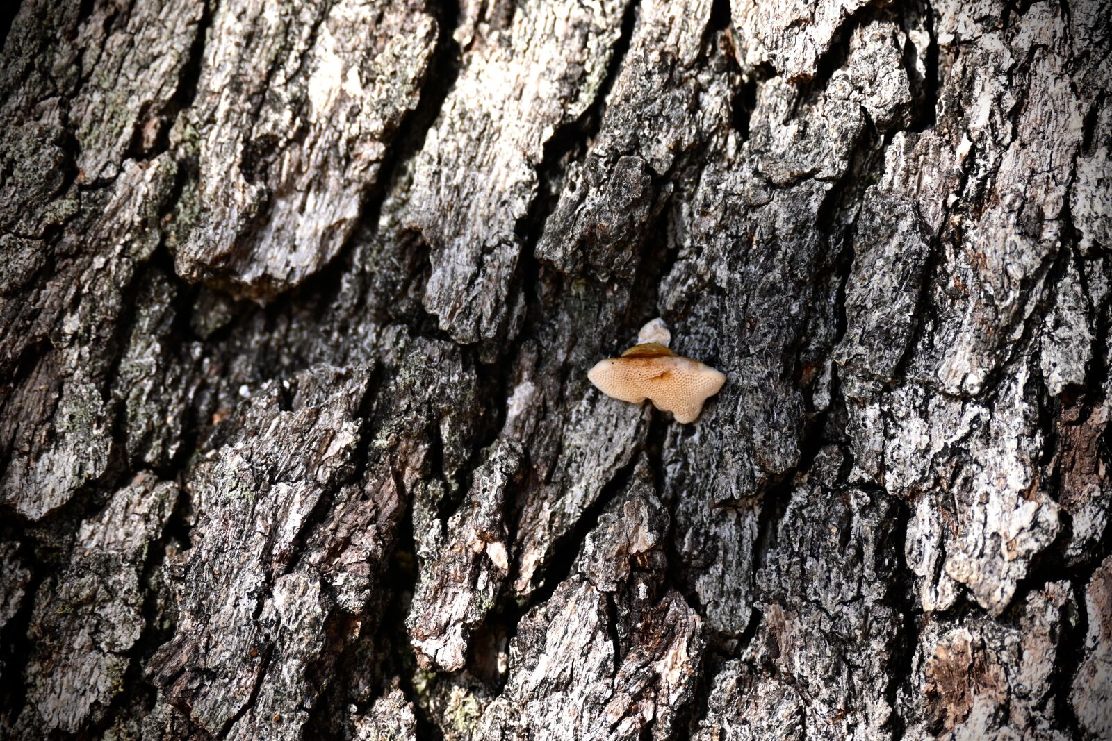 Nikon Z 50 sample photo