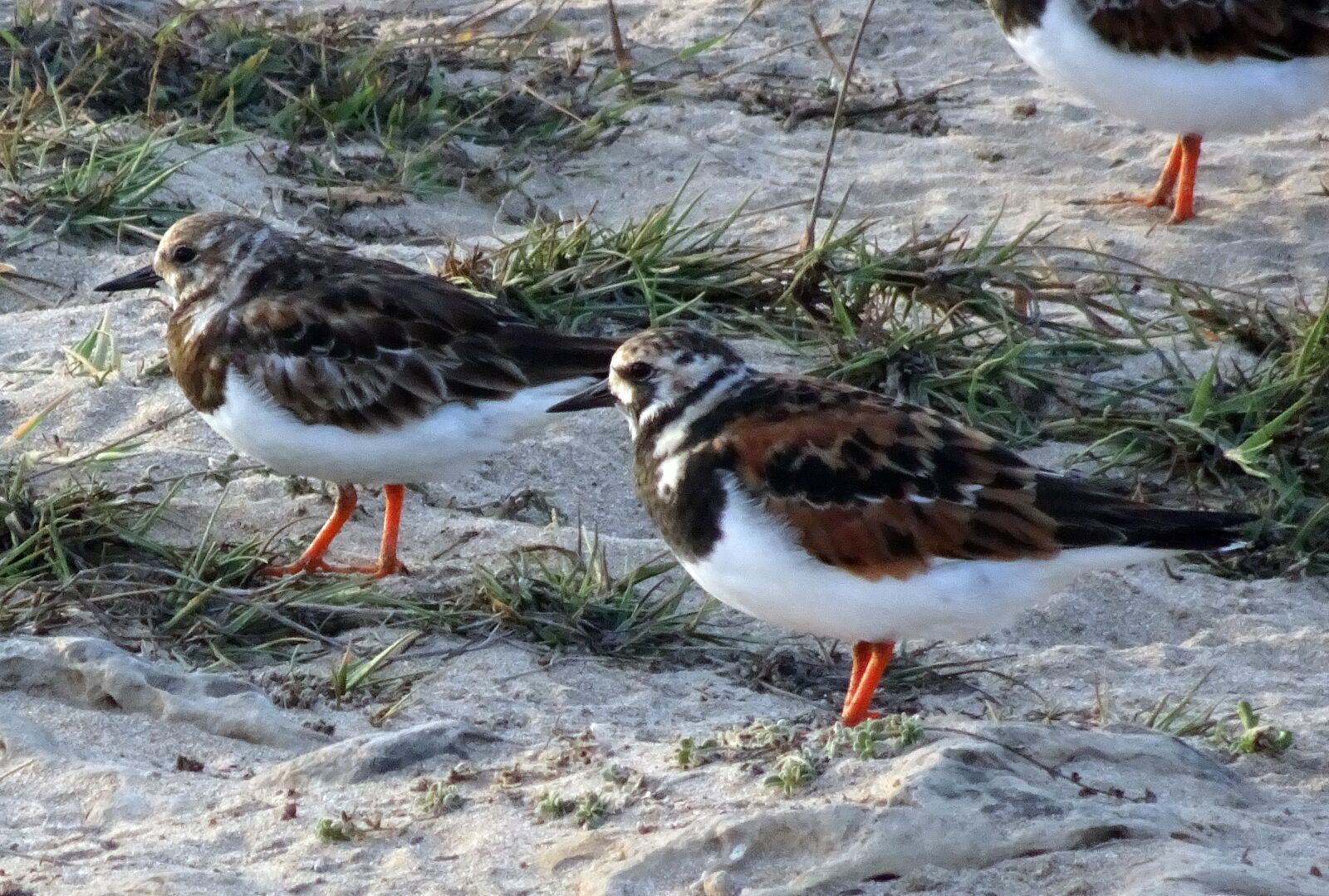 Sony Cyber-shot DSC-HX90V sample photo. Ruddy turnstone, arenaria interpres photography