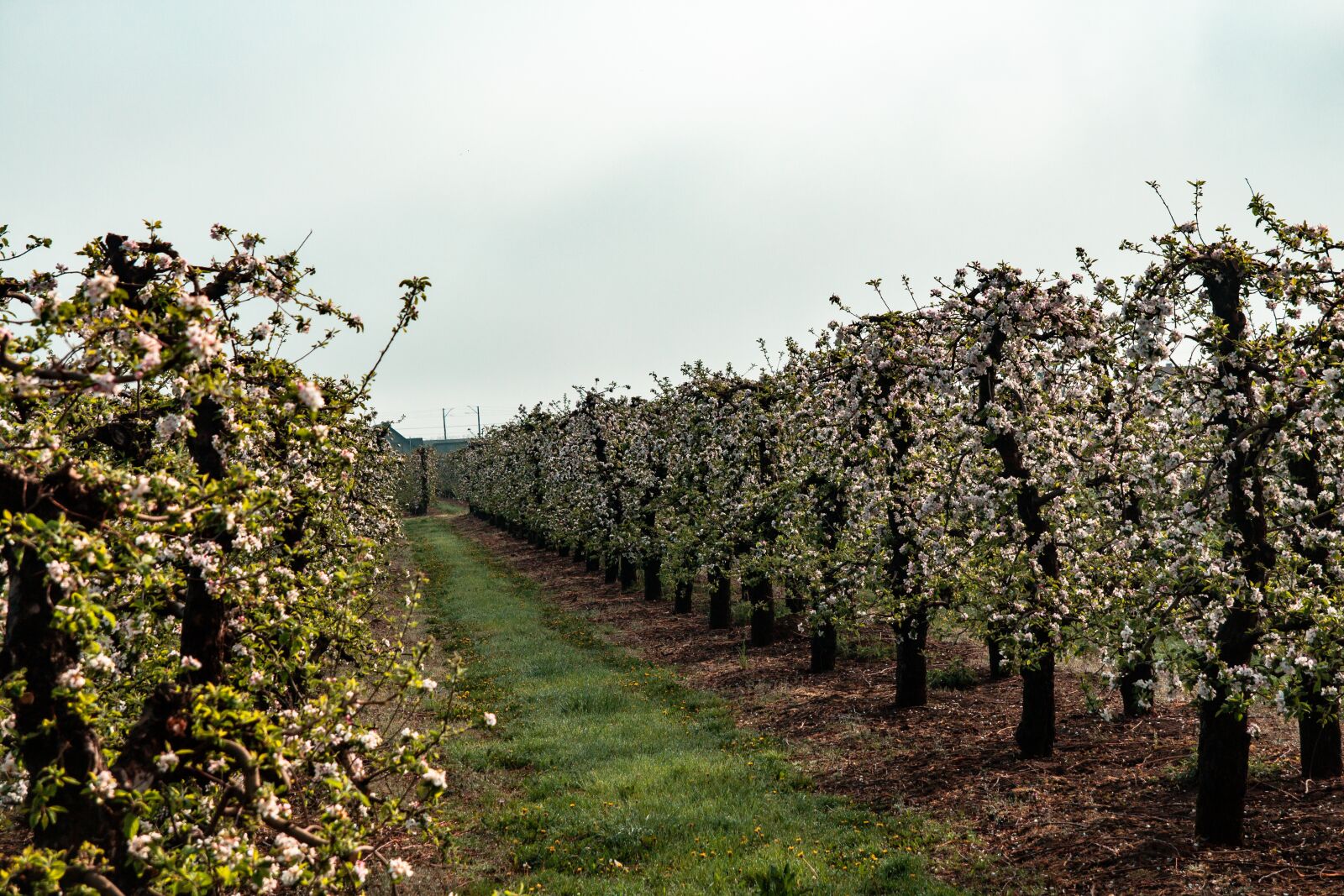 Tamron SP AF 17-50mm F2.8 XR Di II LD Aspherical (IF) sample photo. Sad, tree, apple trees photography