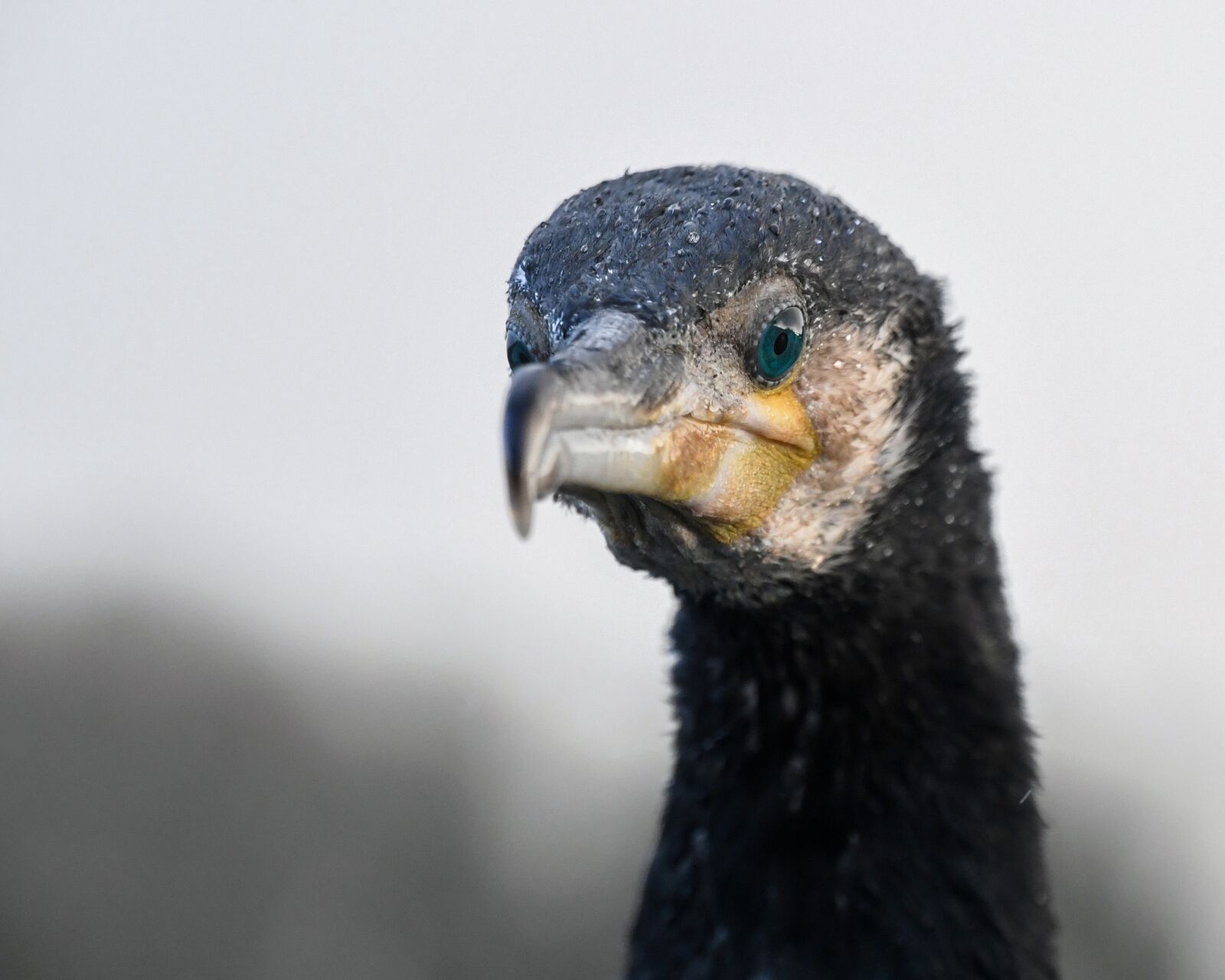 Nikon D500 sample photo. Cormorant, bird, animal photography