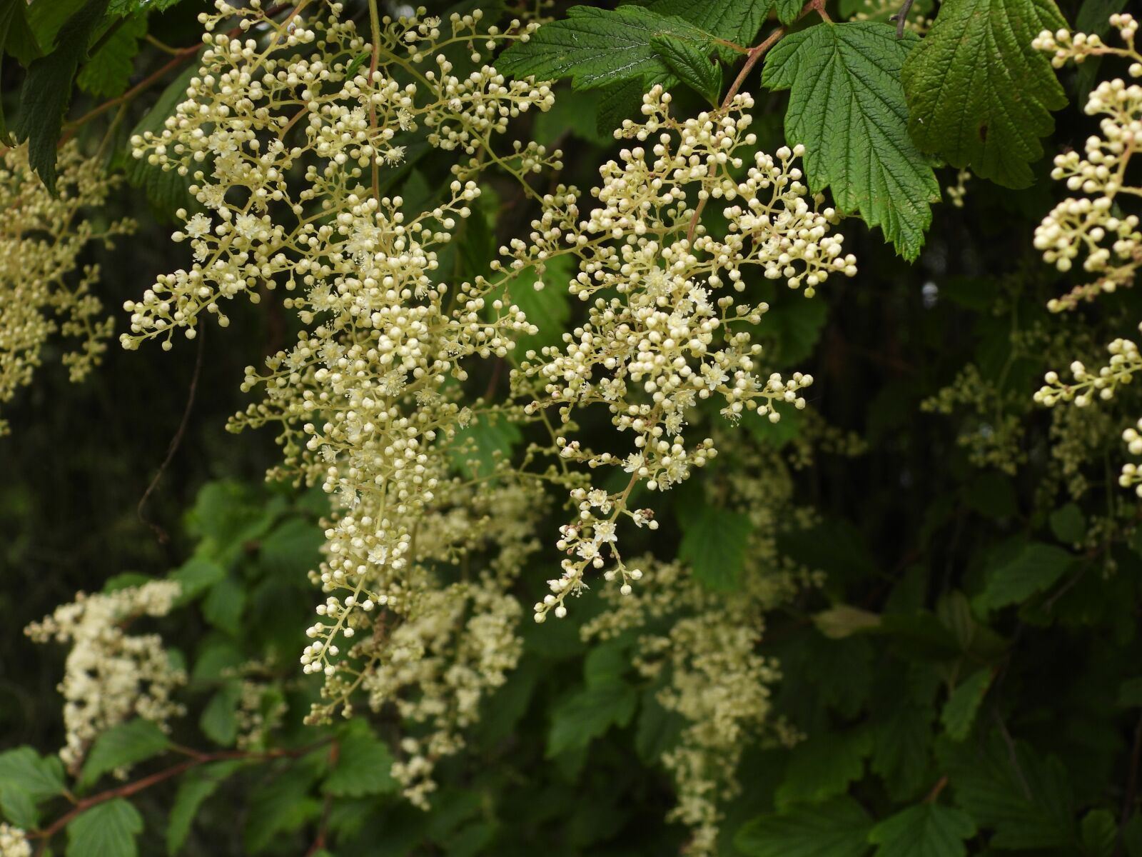 Nikon Coolpix P1000 sample photo. White, flowers, tree photography