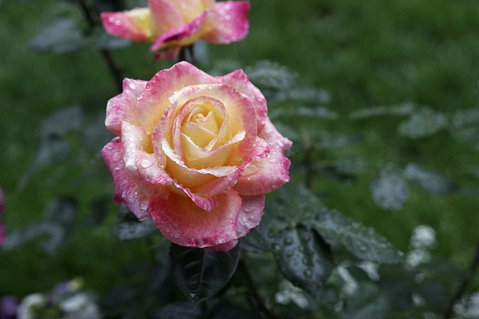 Canon EOS 20D sample photo. Flower, rose, yellow photography