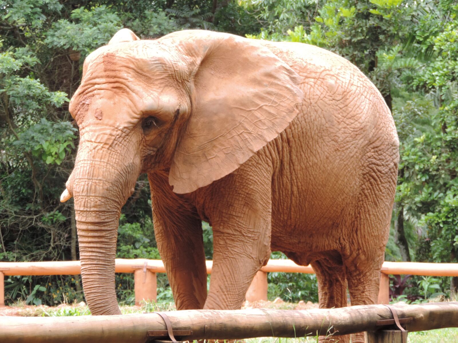 Nikon Coolpix P520 sample photo. Elephant, great, wild photography