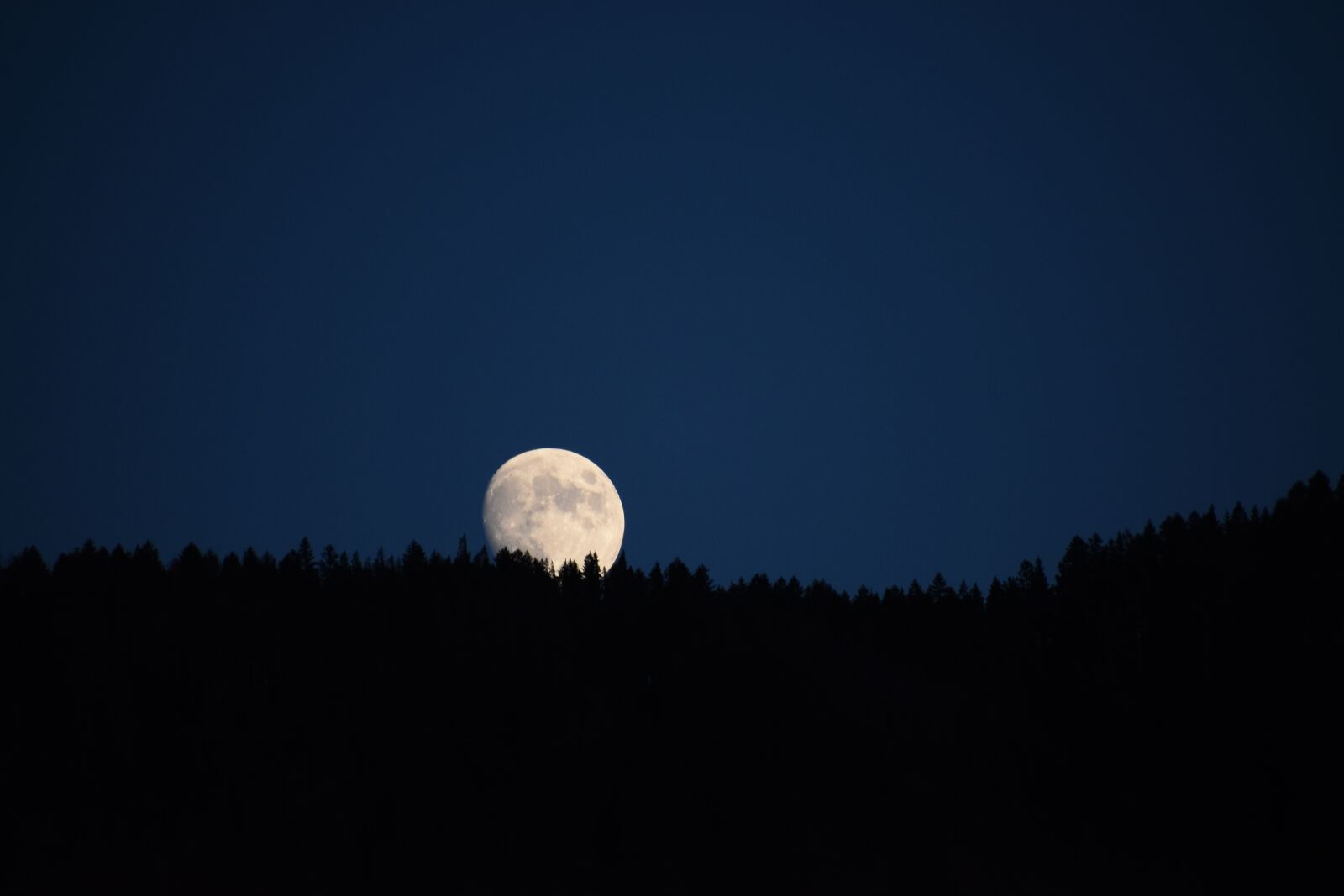 Nikon D3500 sample photo. Moon, big, trees photography