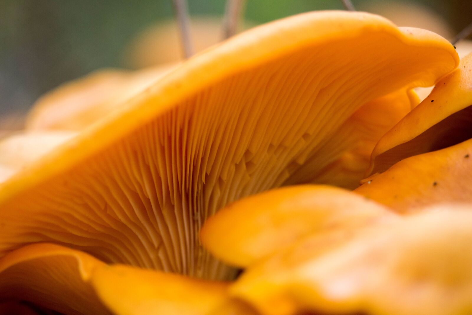 Canon EOS 700D (EOS Rebel T5i / EOS Kiss X7i) sample photo. Fungus, nature, mushroom photography