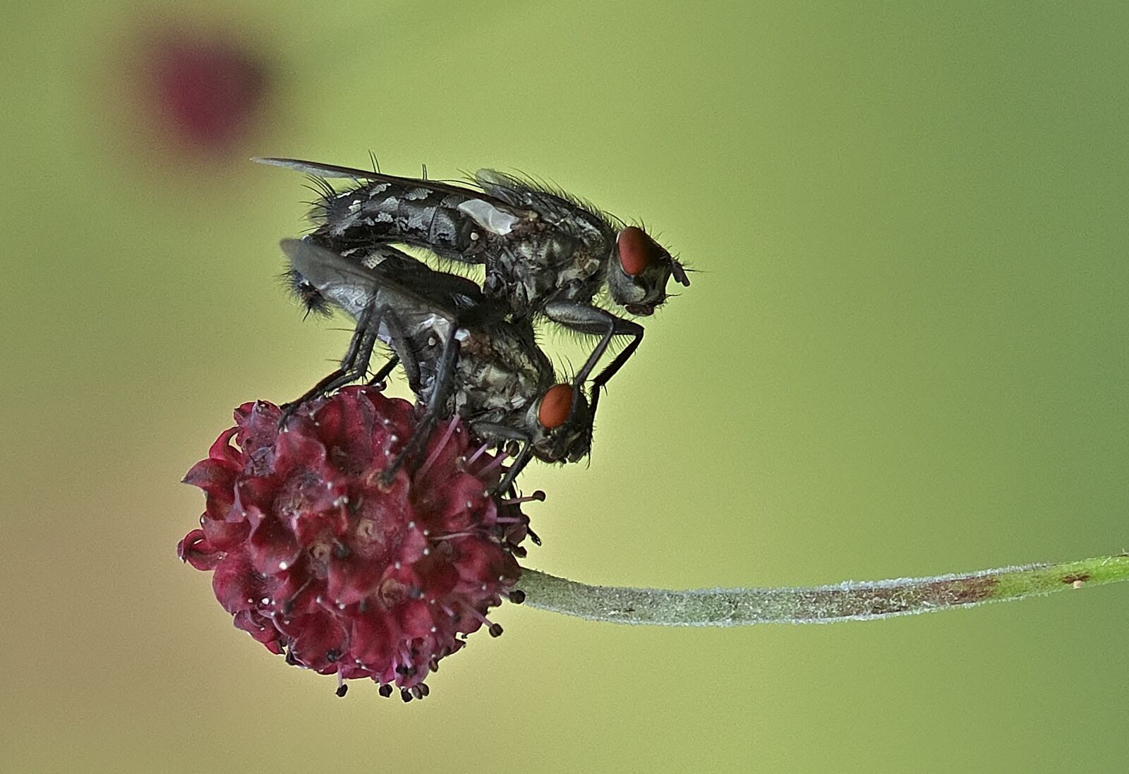 Nikon D5200 sample photo. Fly, flies, pairing photography
