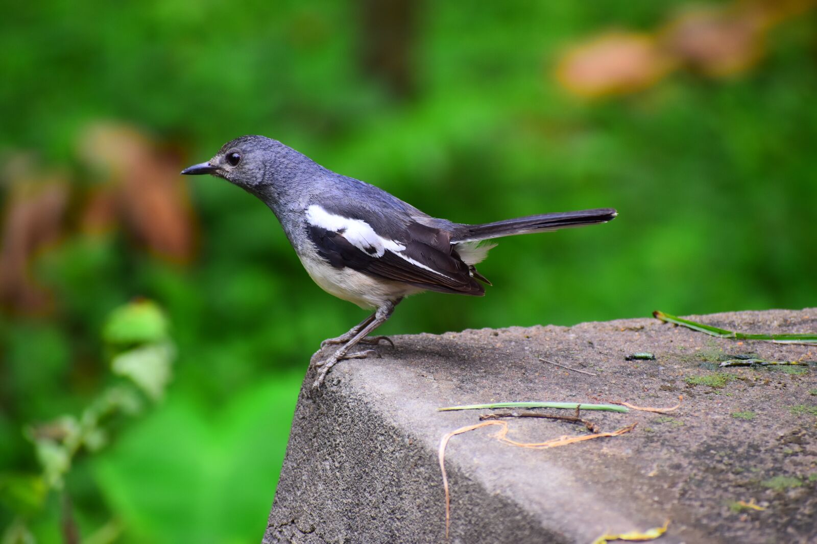 Nikon D5600 sample photo. Bird, nature, wildlife photography