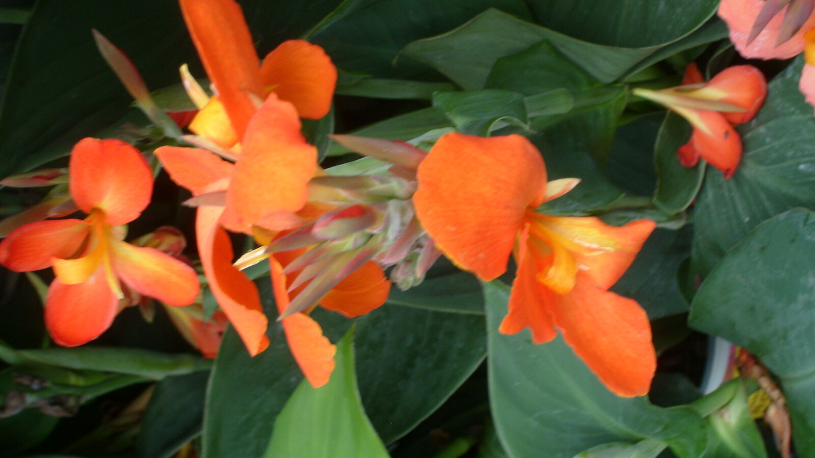 Samsung KENOX S730  / Samsung S730 sample photo. Flower, orange, orange, flower photography