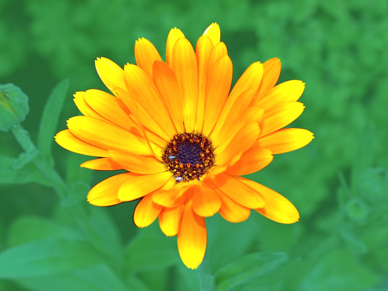 Olympus E-450 (EVOLT E-450) sample photo. Calendula, marigold, medicinal plant photography