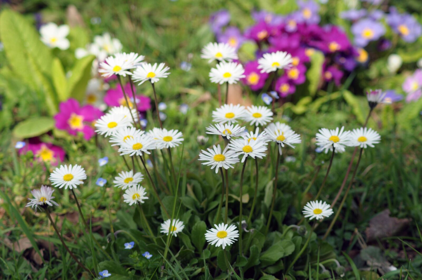 Nikon D5000 sample photo. Flowers, spring, margaret photography