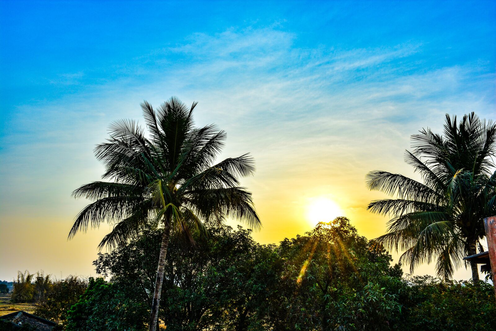 Nikon D5200 sample photo. Nature, nature images, trees photography
