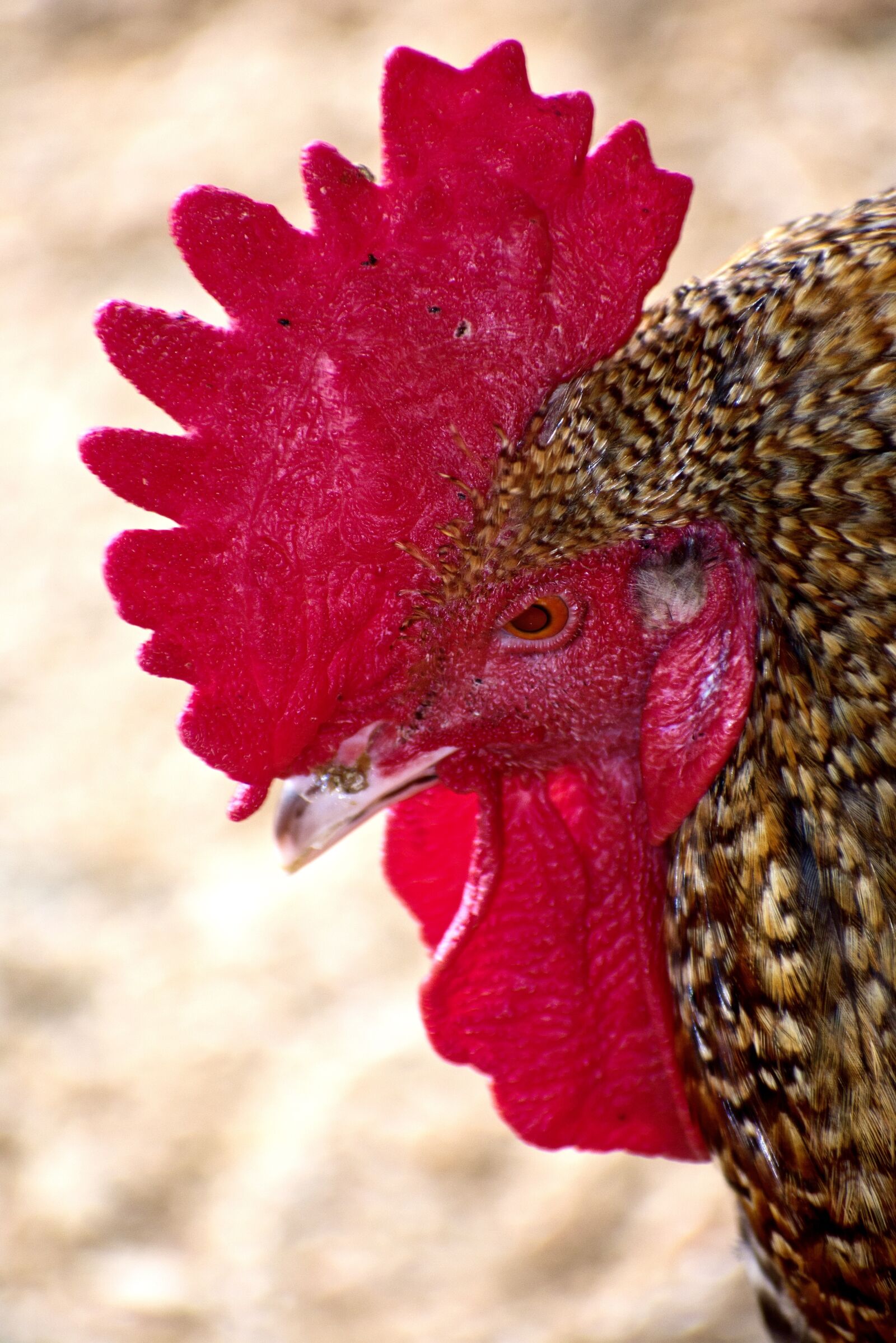 Nikon D3400 sample photo. Rooster, bird, plumage photography