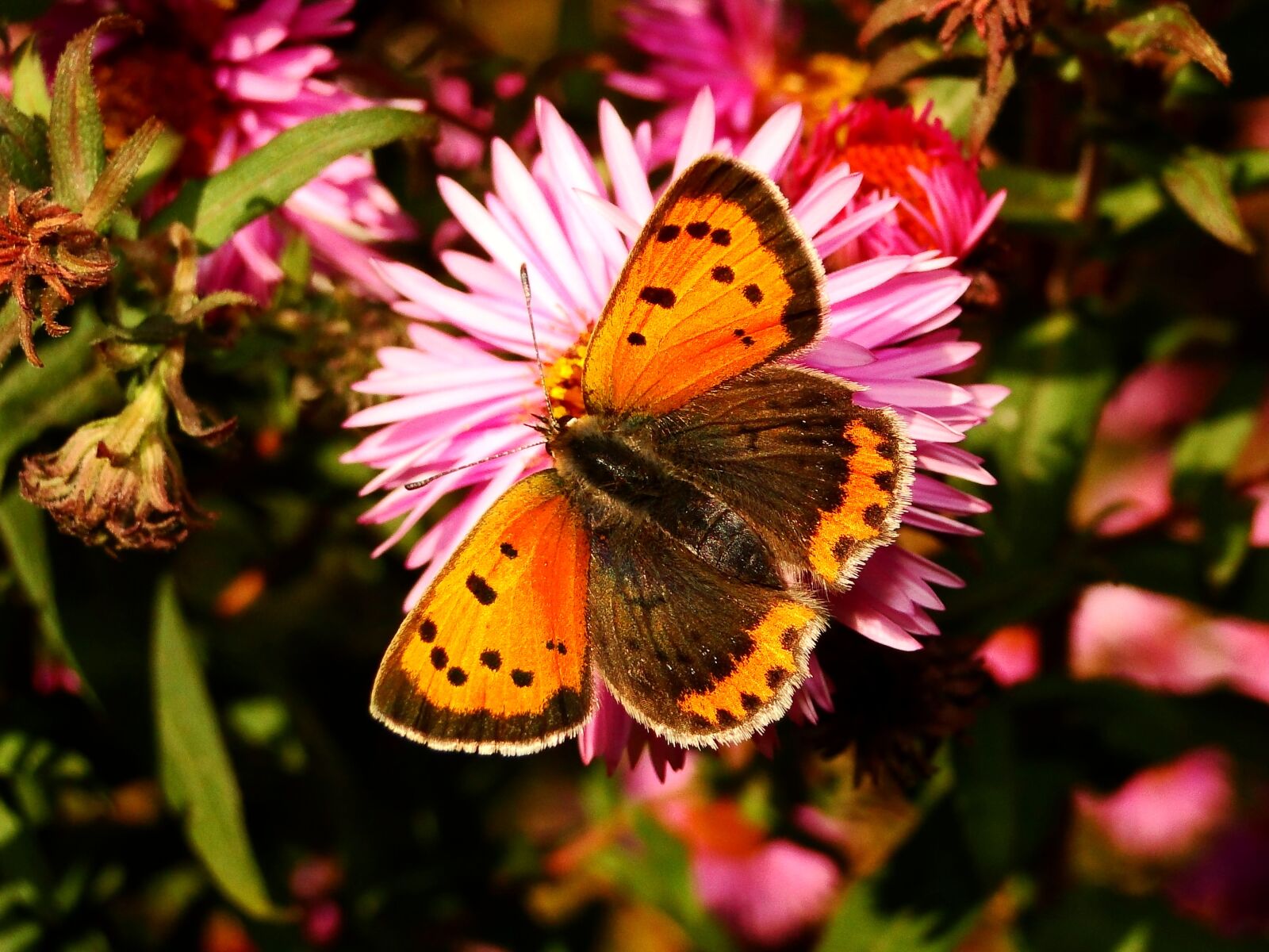 Sony Cyber-shot DSC-HX1 sample photo. Animals, insect, butterfly photography