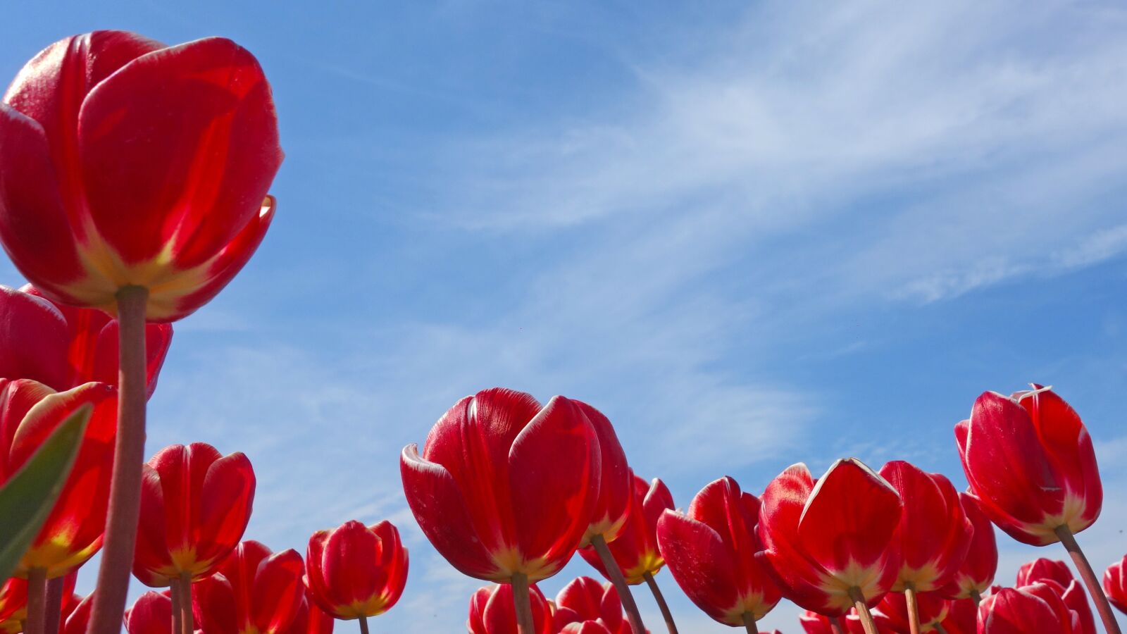 Sony Cyber-shot DSC-RX100 sample photo. Tulips, holland, spring photography