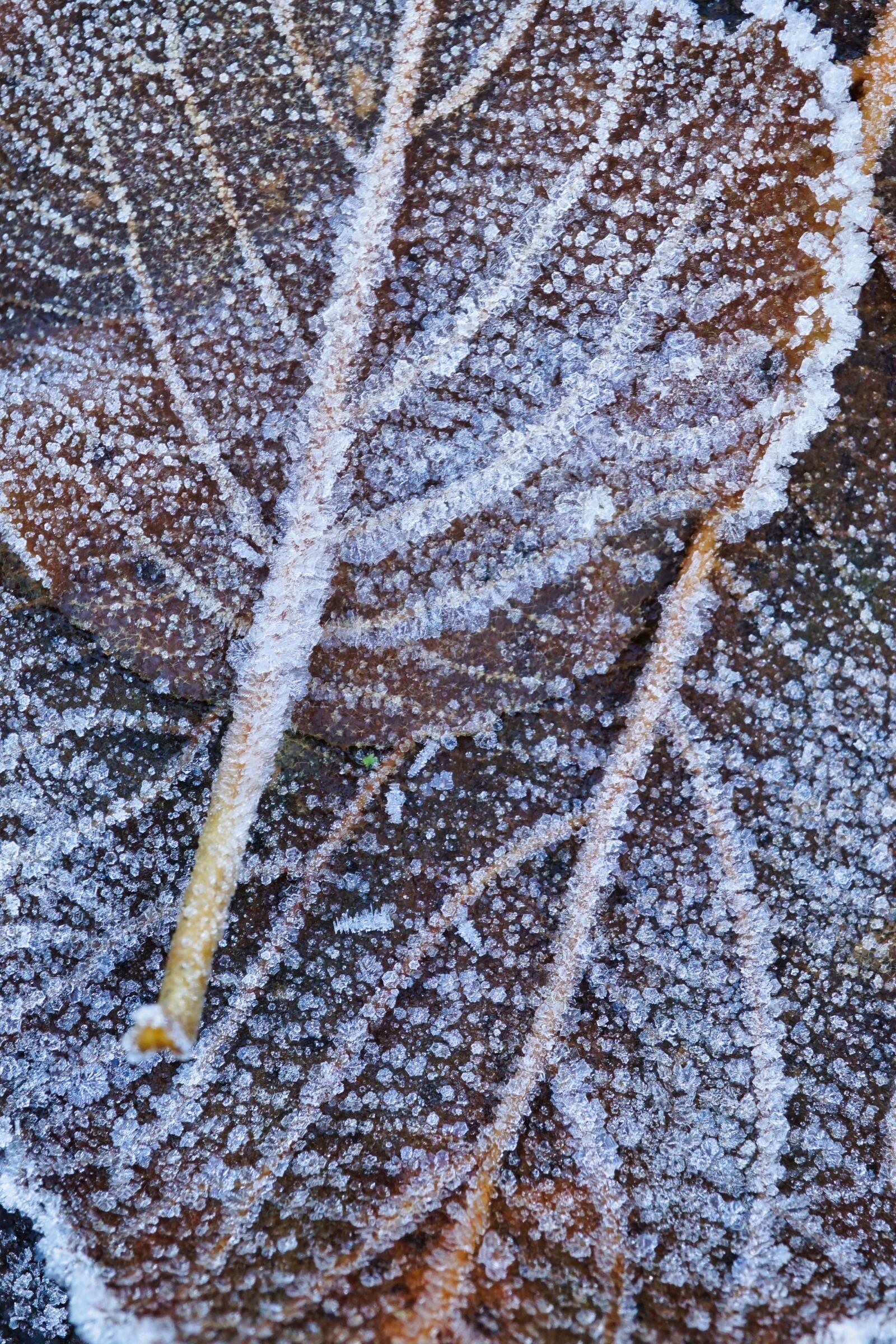 Sony a5100 + Sony E 30mm F3.5 Macro sample photo. Frozen, leaves, brown frozen photography