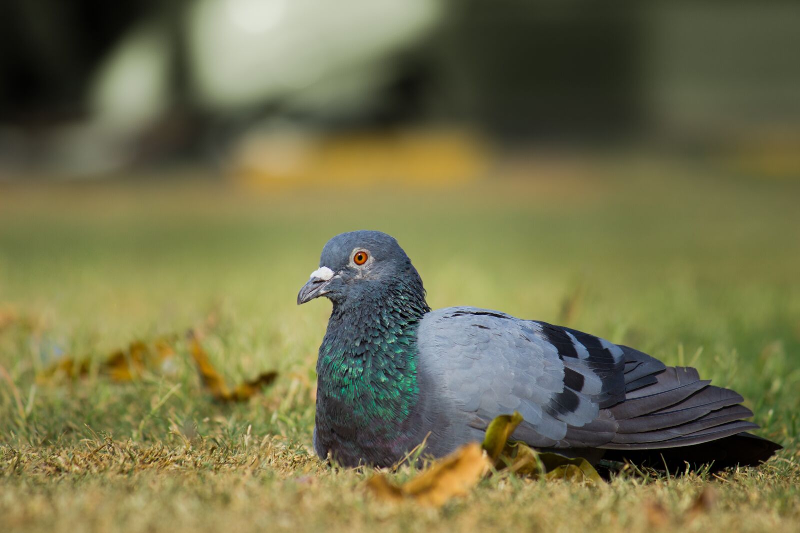 Canon EOS 600D (Rebel EOS T3i / EOS Kiss X5) sample photo. Pigeon, bird, animal photography