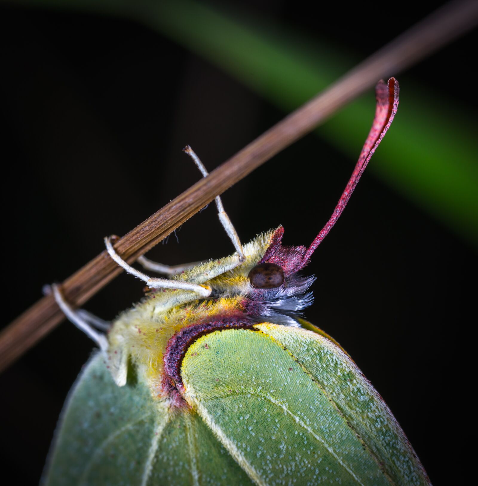 #124 65/2.8 sample photo. Insect, bespozvonochnoe, nature photography
