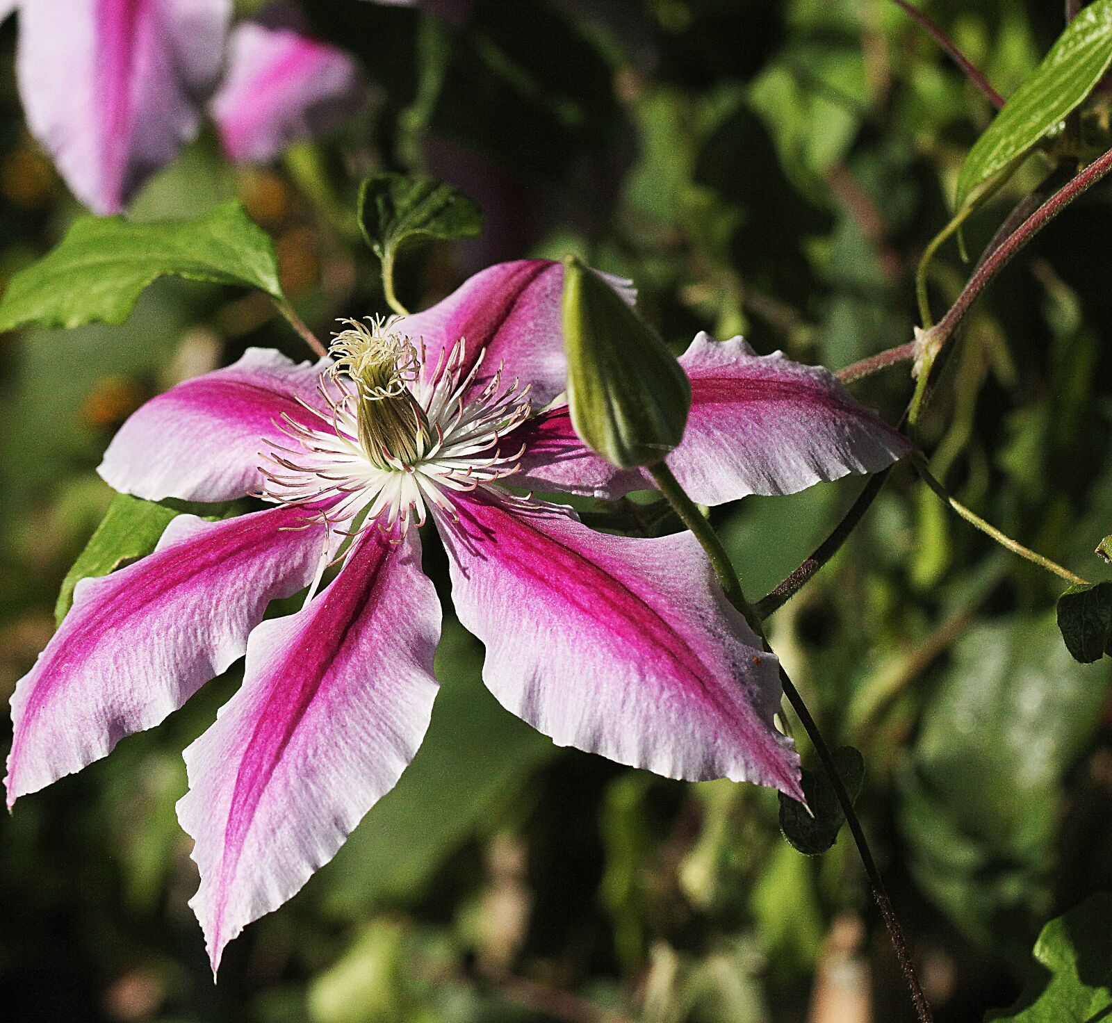 Canon EOS 5D Mark II sample photo. Clematis, nature, garden photography