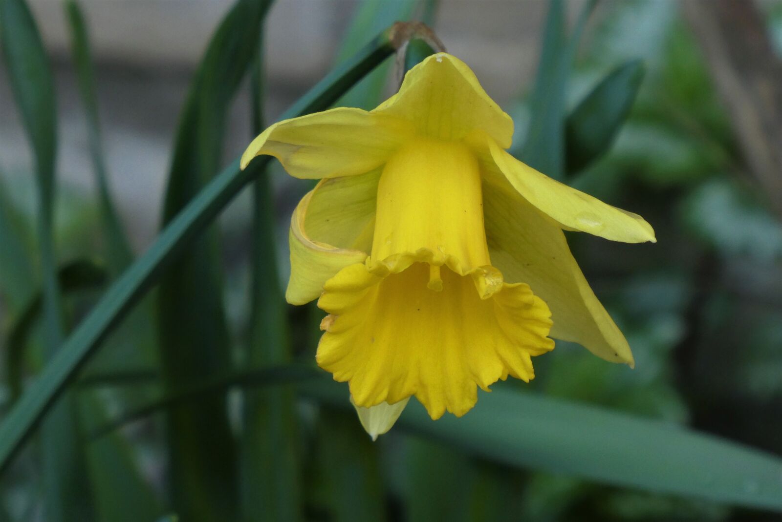 Panasonic Lumix DC-ZS70 (Lumix DC-TZ90) sample photo. Narcissus, spring, yellow photography
