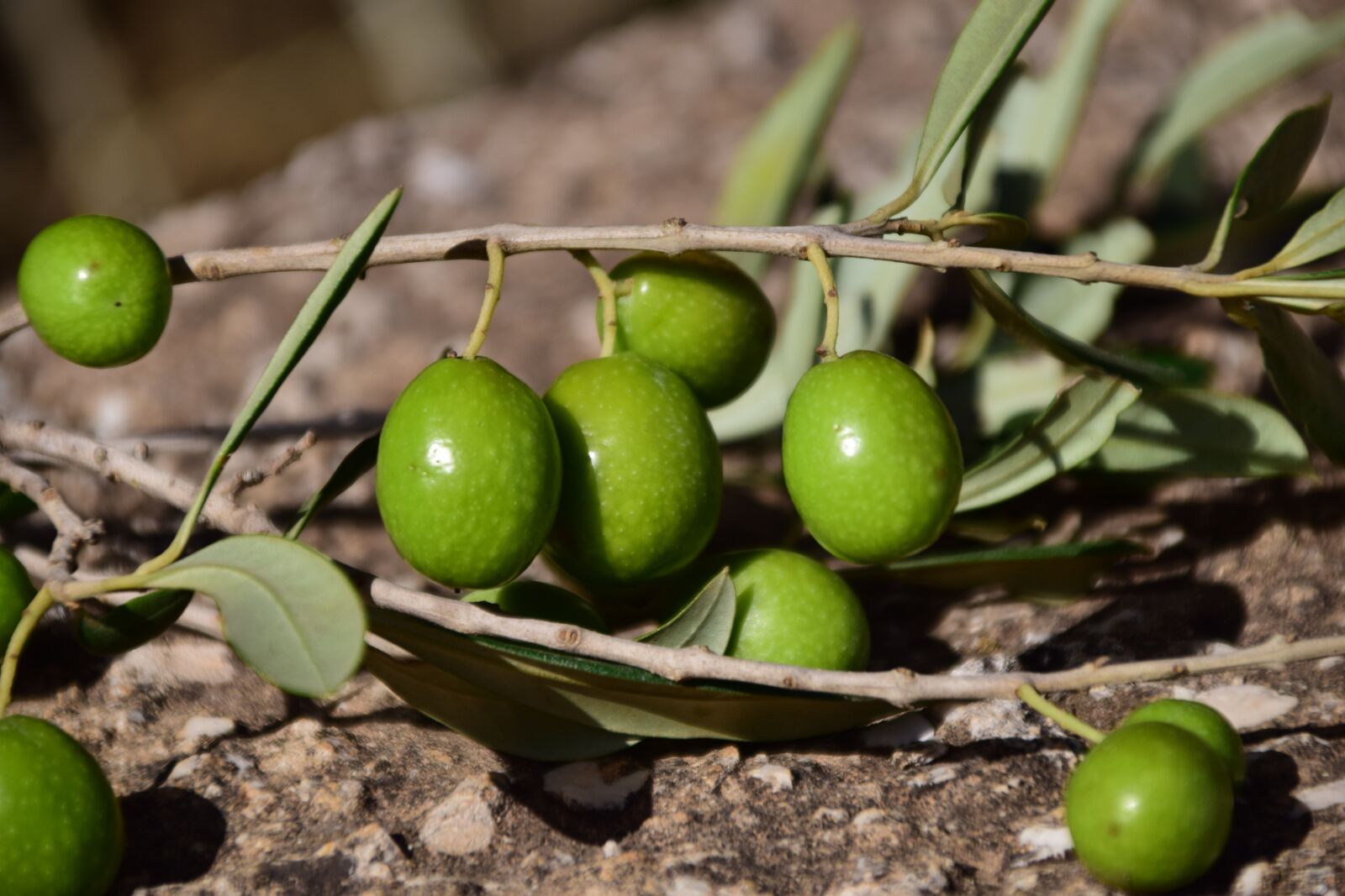 Nikon D3300 sample photo. Olives, green, green olives photography
