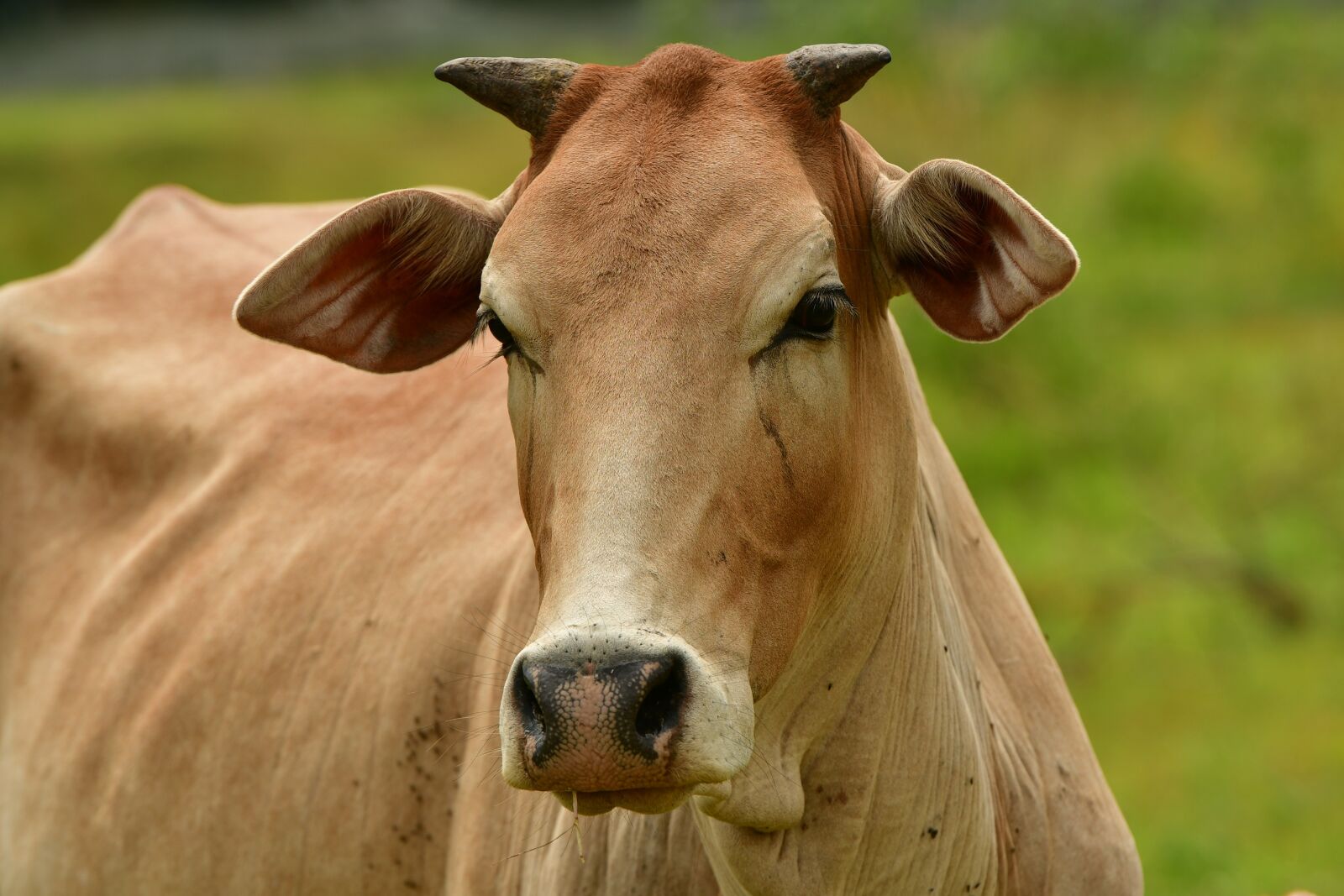 Nikon D500 sample photo. Livestock, cattle, cow photography
