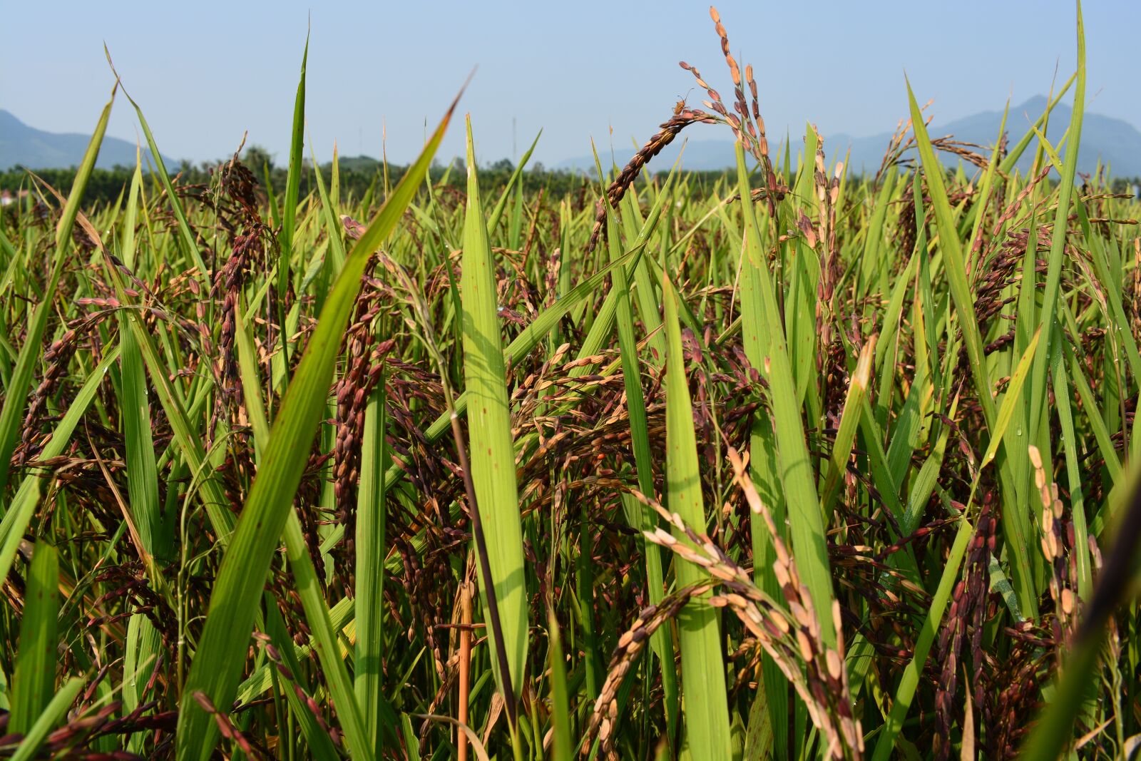 Nikon D7100 sample photo. Rice purple, brown rice photography