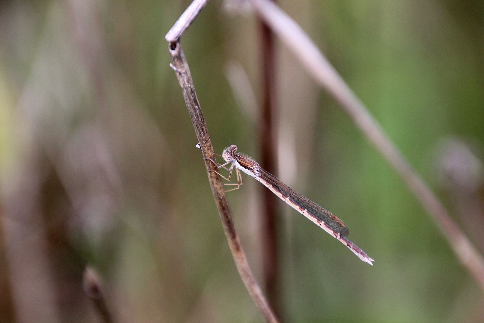 Canon EOS 600D (Rebel EOS T3i / EOS Kiss X5) sample photo. Brown winterjuffer, bug, water photography