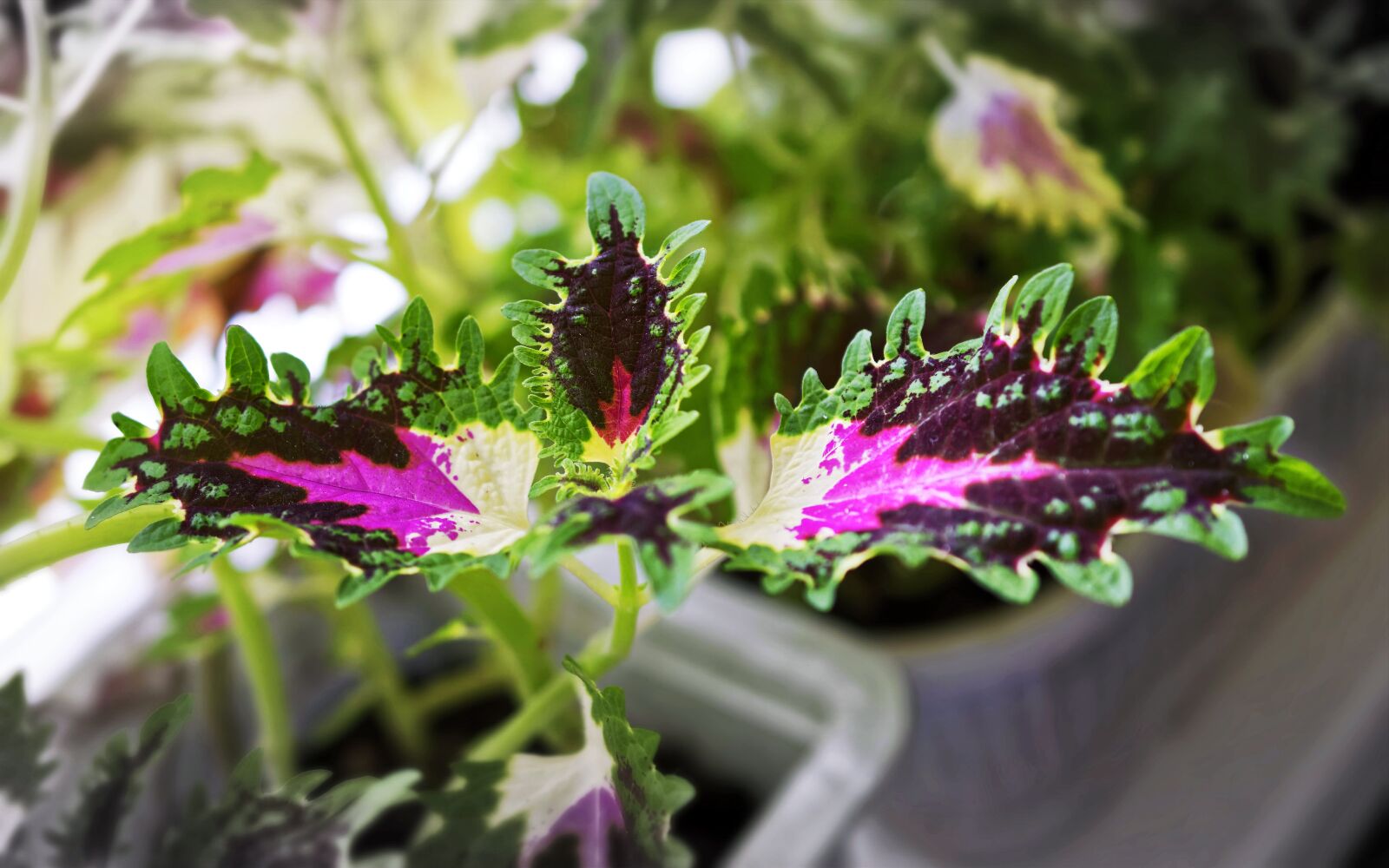 Nikon D5300 sample photo. Plant, decorative, leaves photography