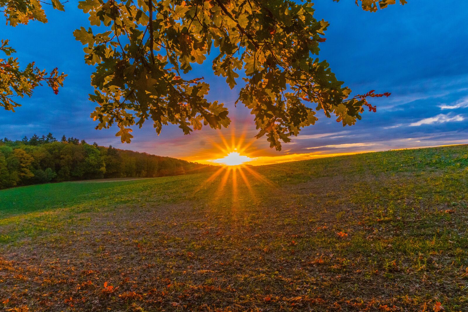 Sony E 16-50mm F3.5-5.6 PZ OSS sample photo. Sunset, sun, tree photography