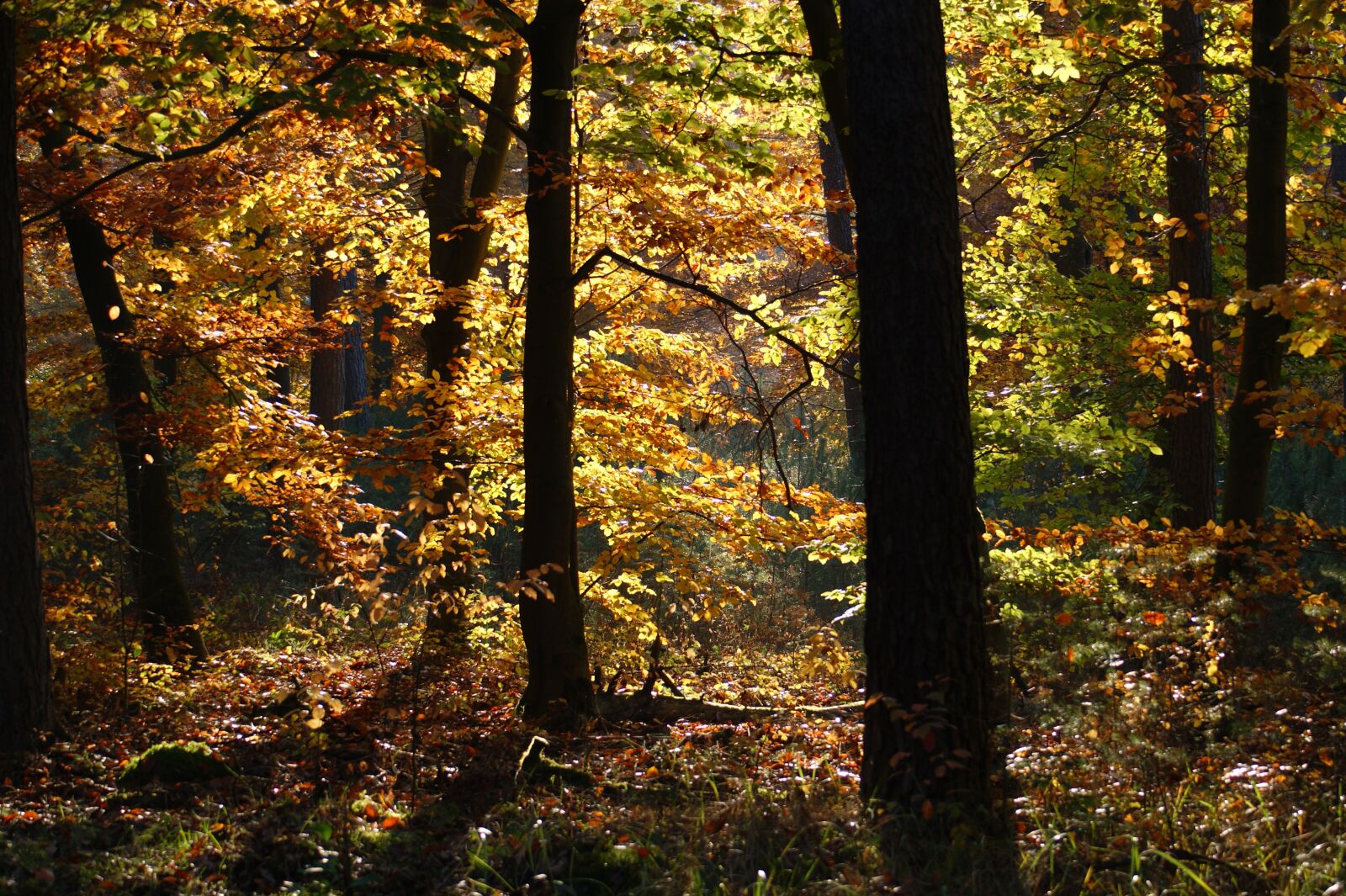 Sony Alpha DSLR-A390 sample photo. Autumn, forest, trees photography