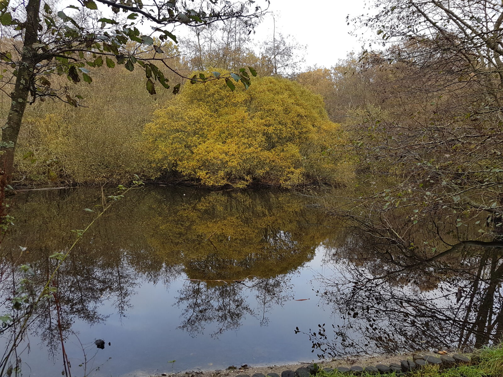 Samsung Galaxy S7 sample photo. Forest, reflection, tree photography