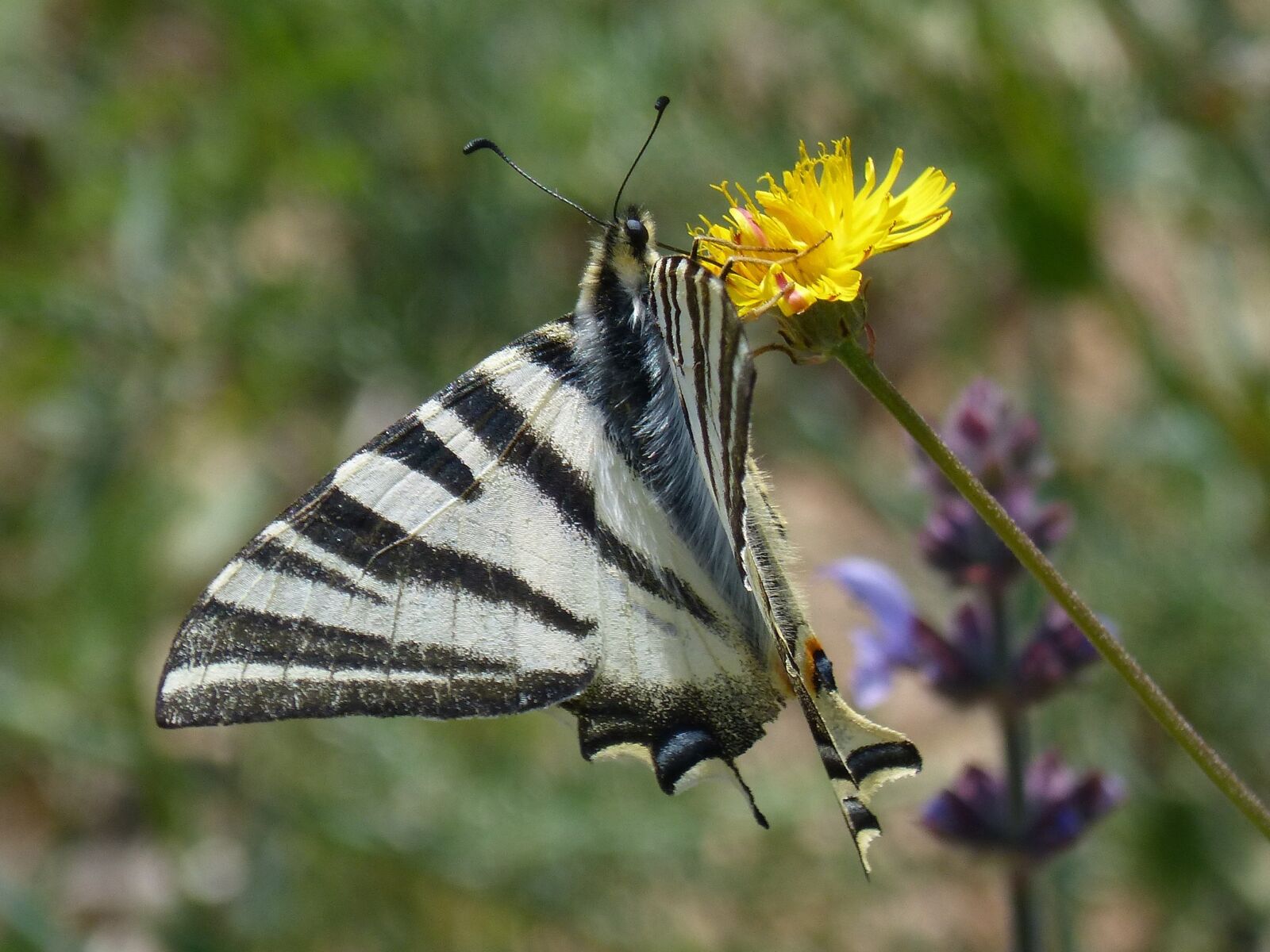 Panasonic DMC-FZ62 sample photo. Machaon, butterfly queen, libar photography