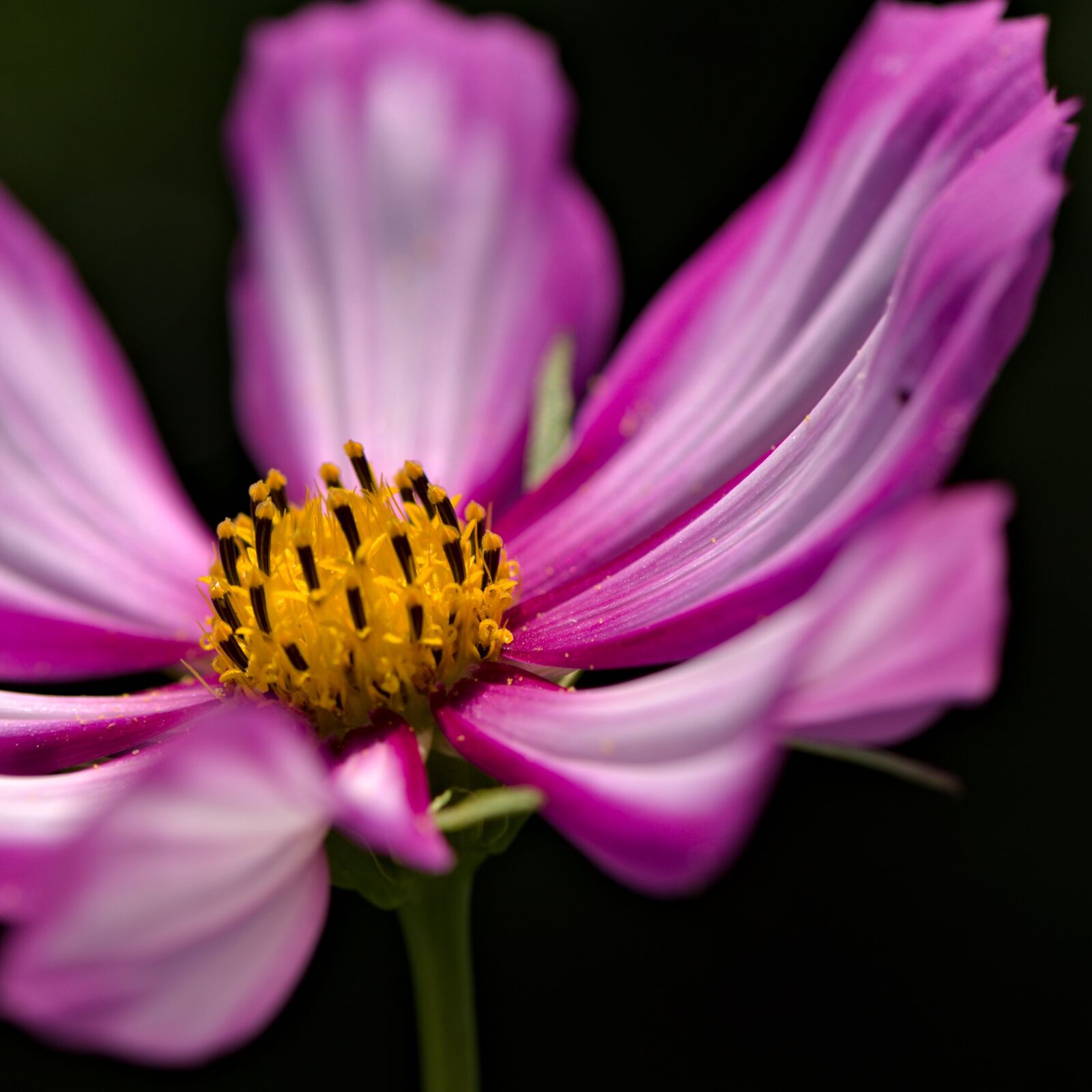 Nikon D5500 sample photo. Garden, flower, petals photography