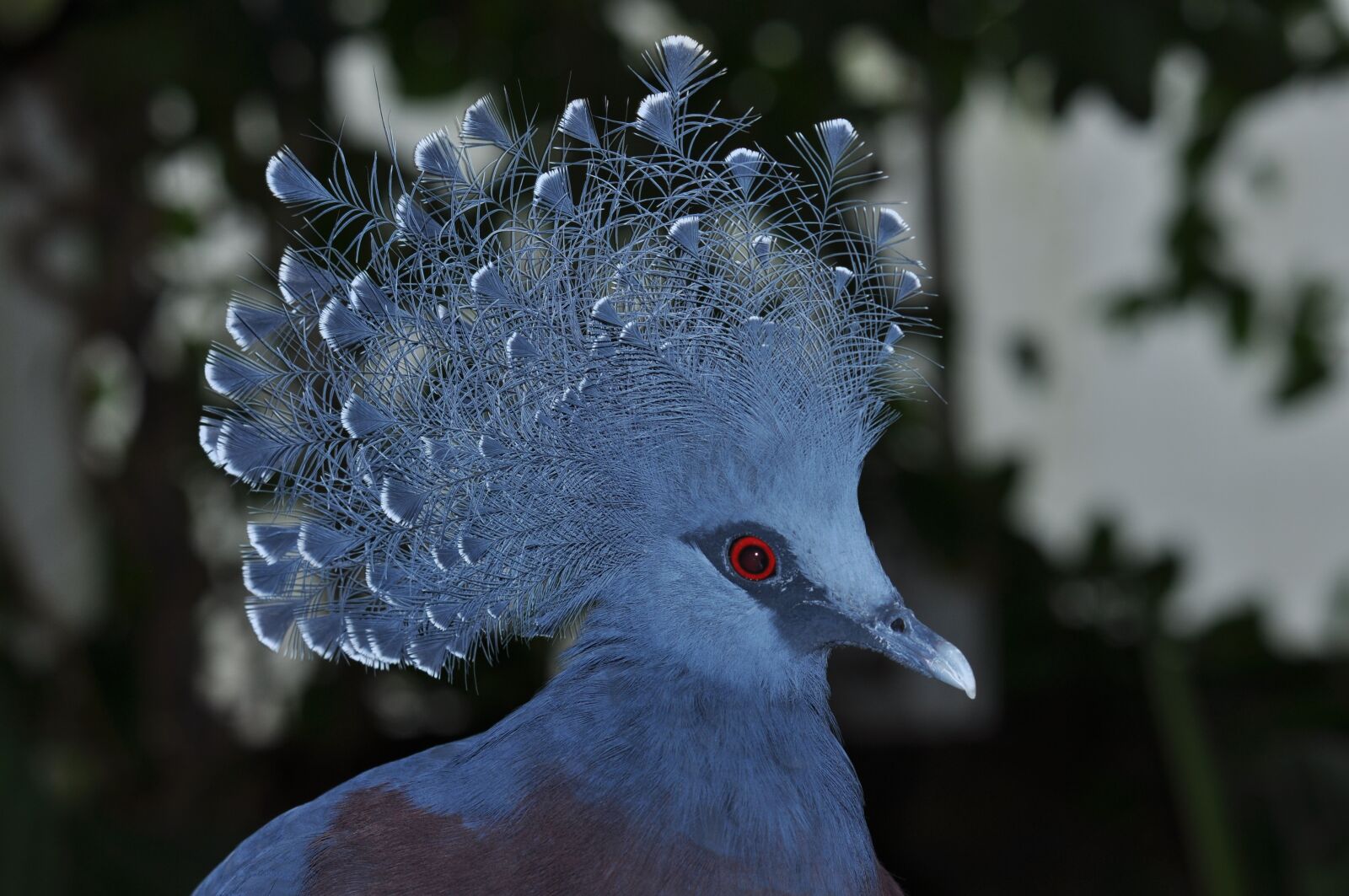 Nikon D5000 sample photo. Pigeon, pigeons, bird photography