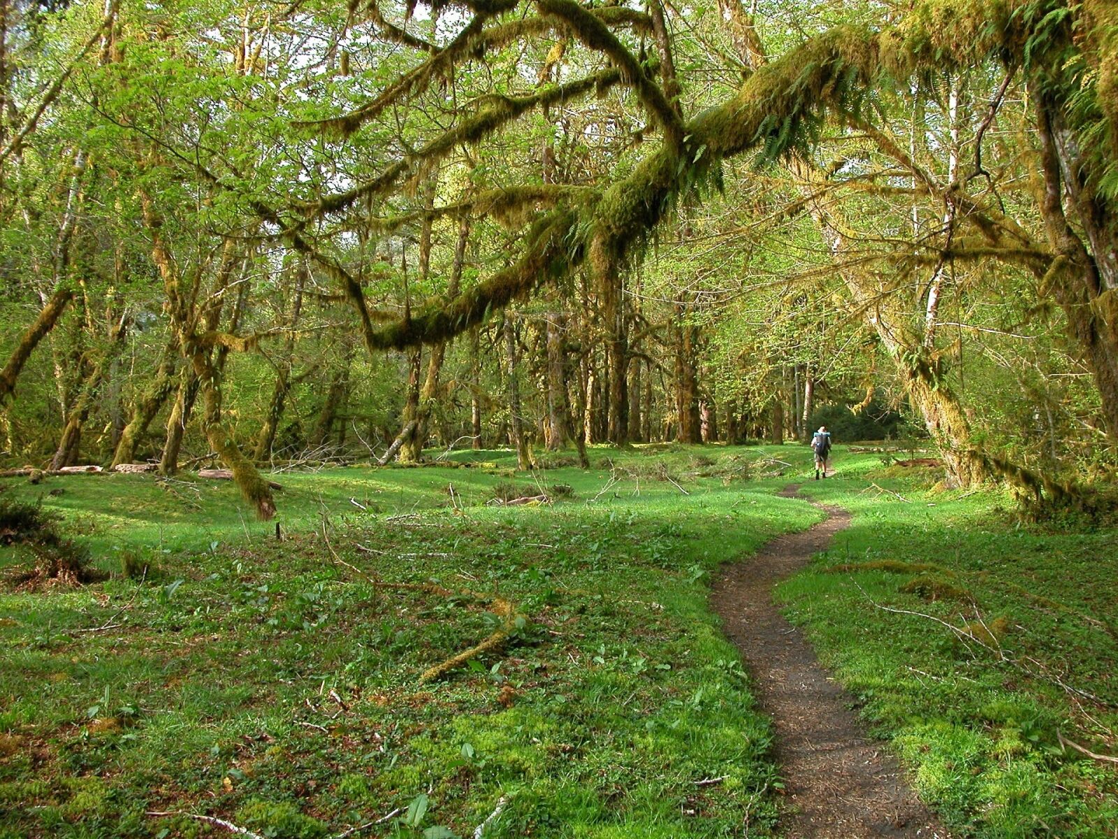 Nikon E5700 sample photo. Backpackers, hoh rainforest, landscape photography