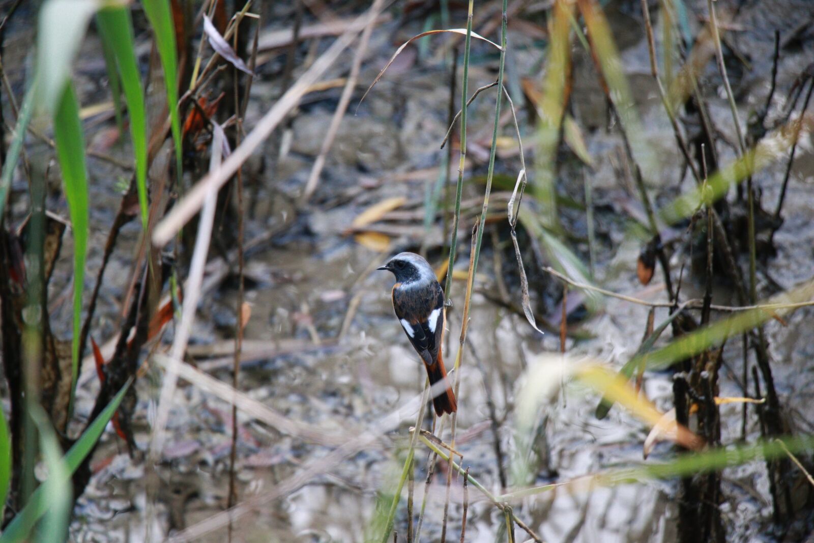 Canon EOS 80D sample photo. Bird, grass, birds photography