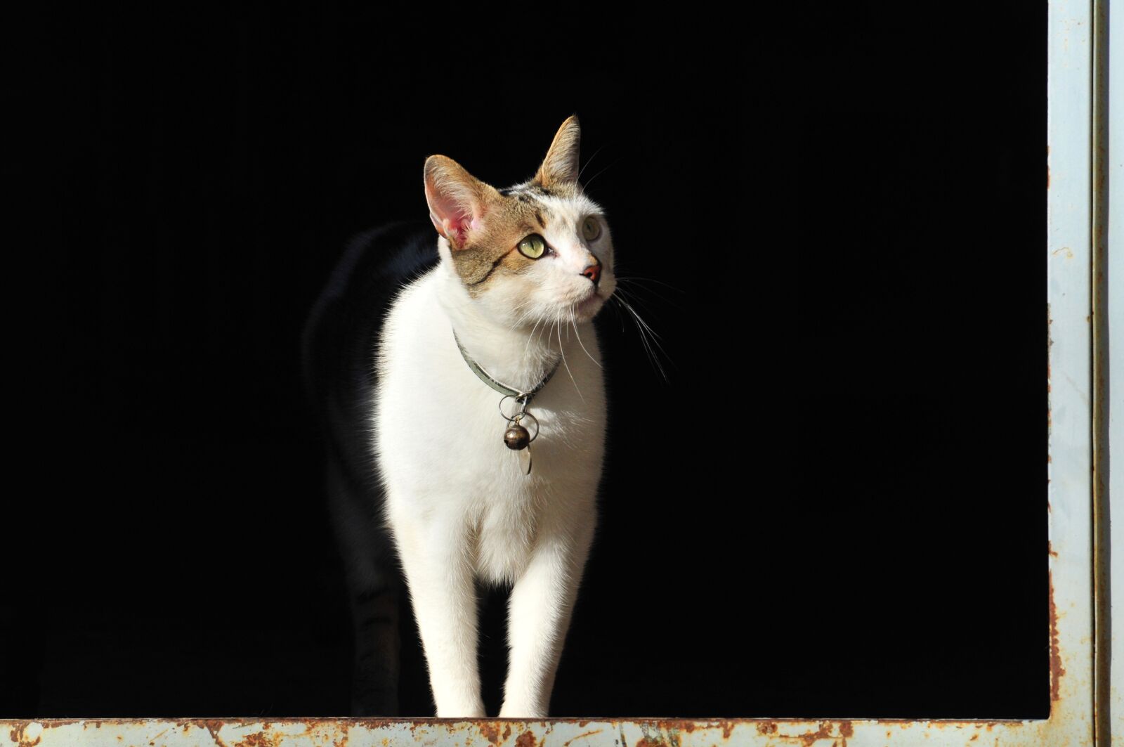 Nikon D300 sample photo. Pet, animal, mammals photography
